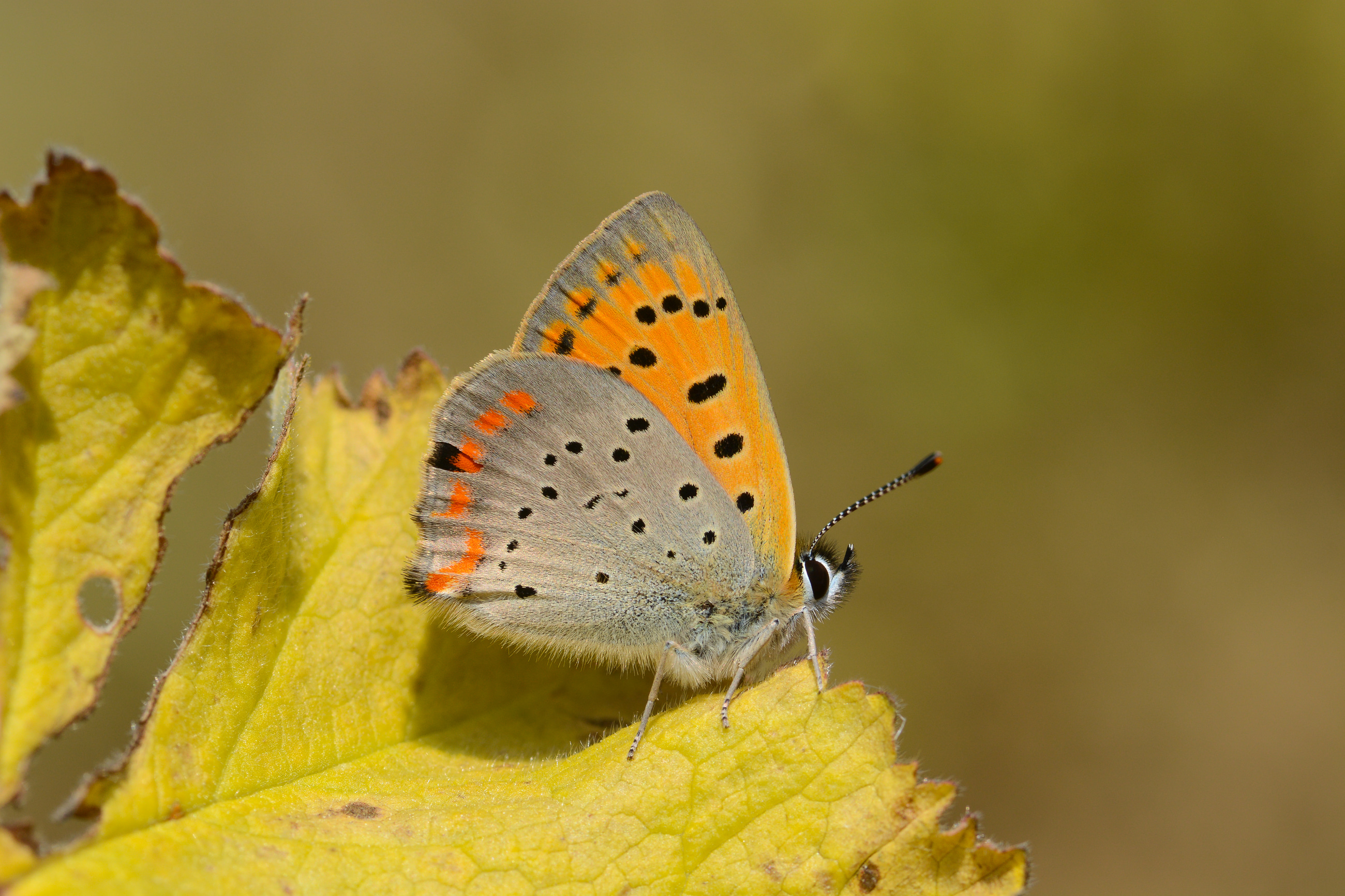 Lycaena ottomana butterfly photo
