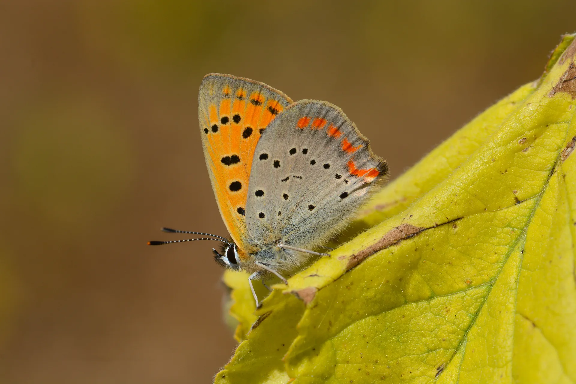 Lycaena ottomana butterfly photo