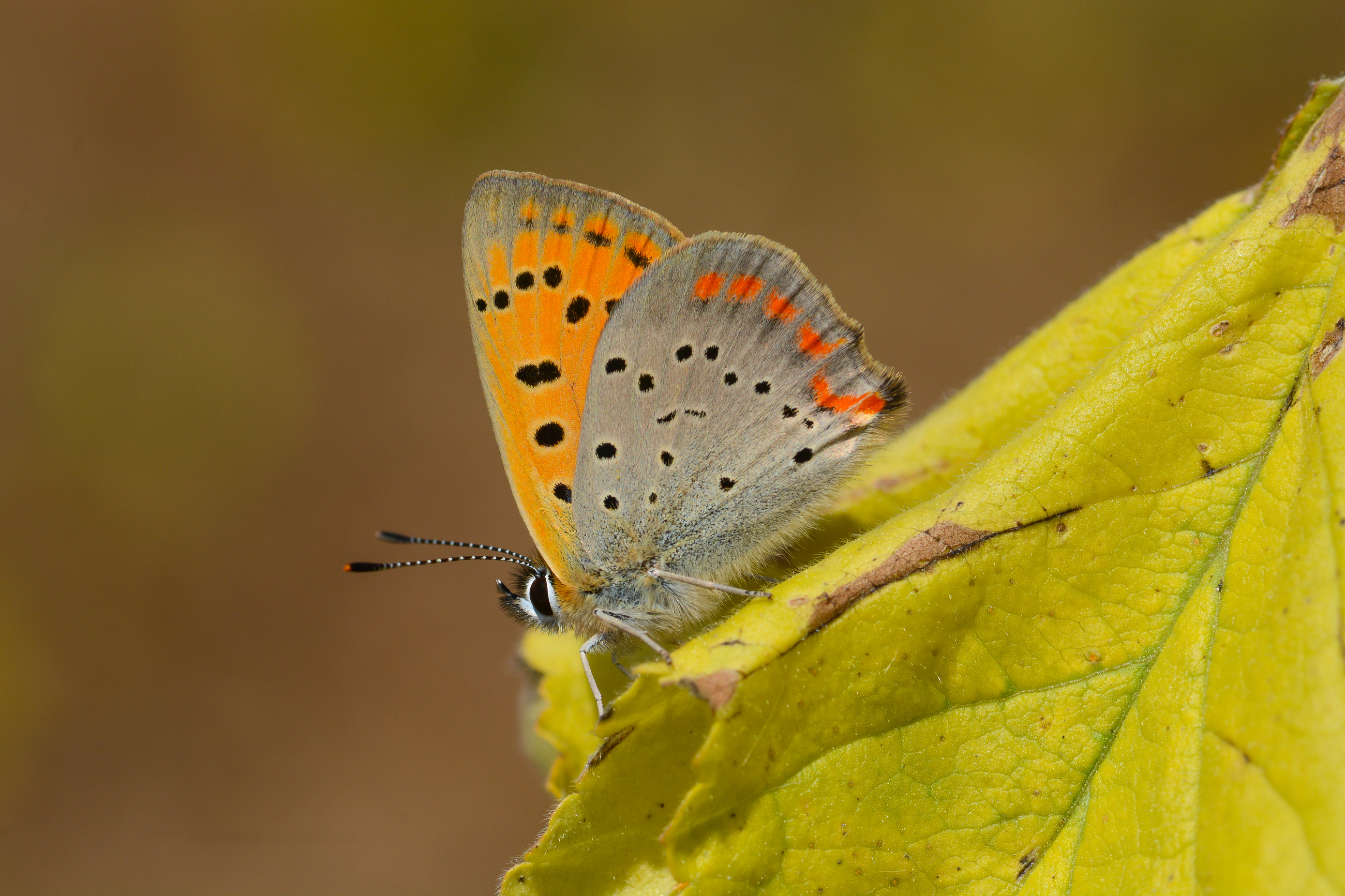 Lycaena ottomana butterfly photo
