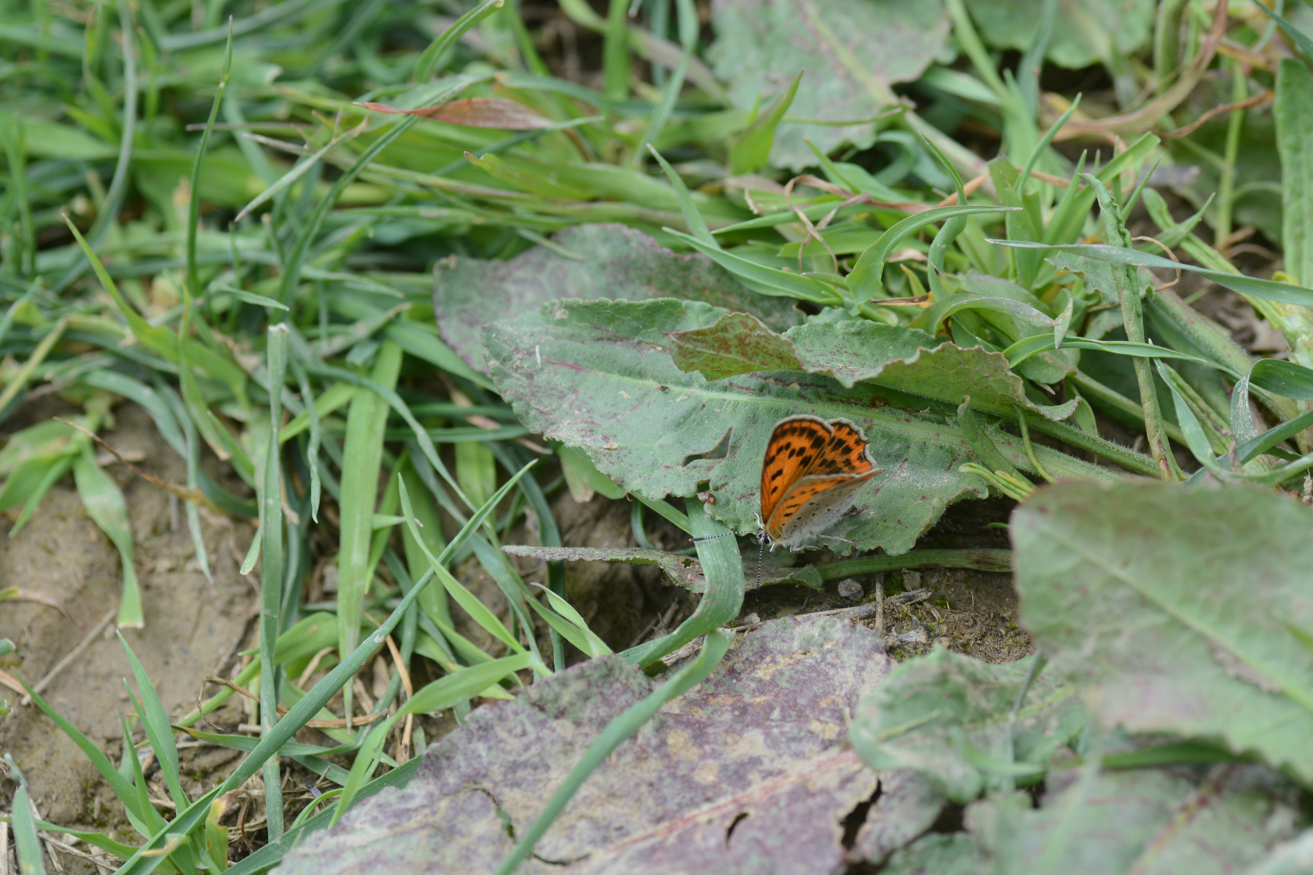 Lycaena ottomana butterfly photo