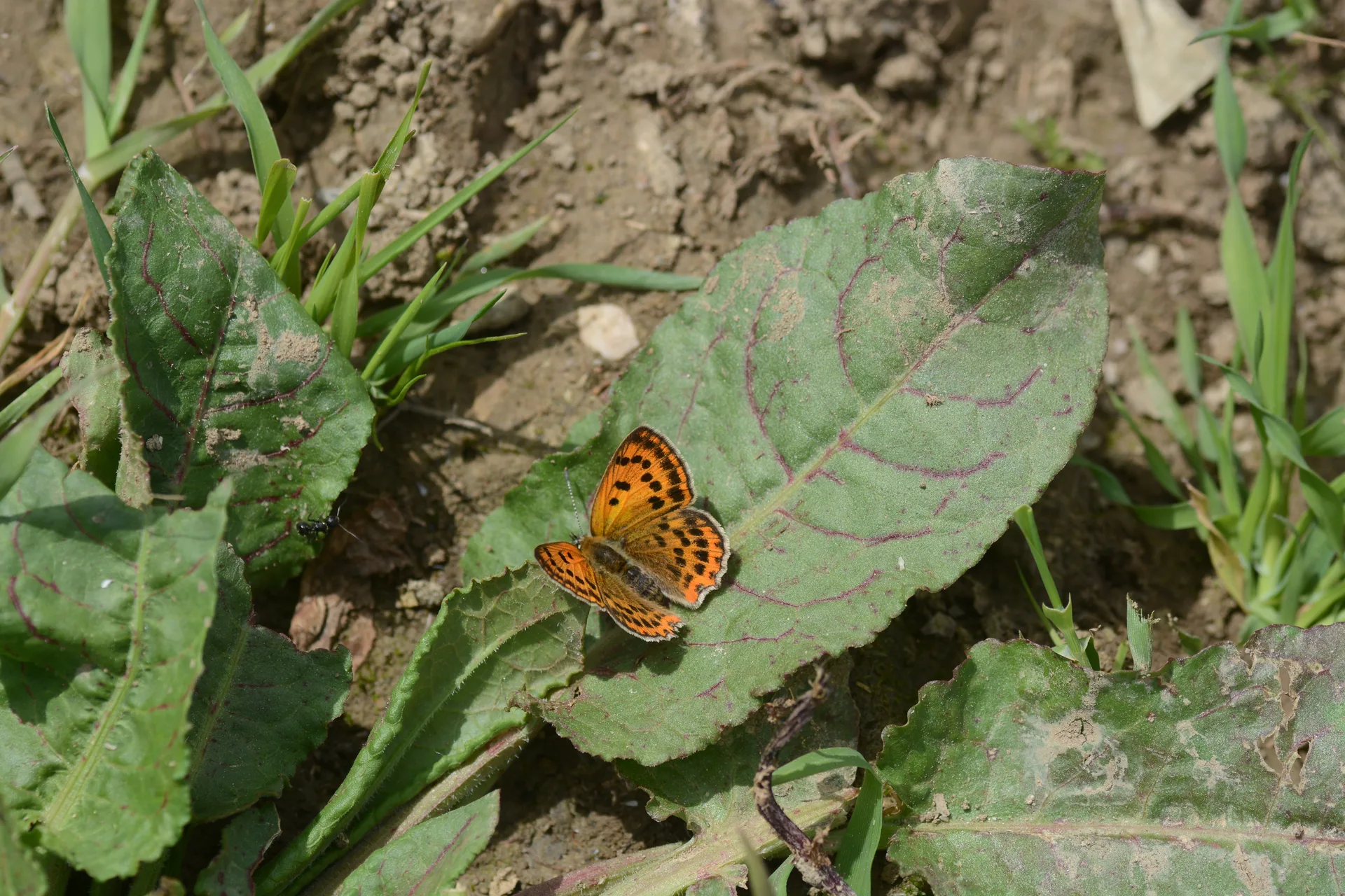 Lycaena ottomana butterfly photo
