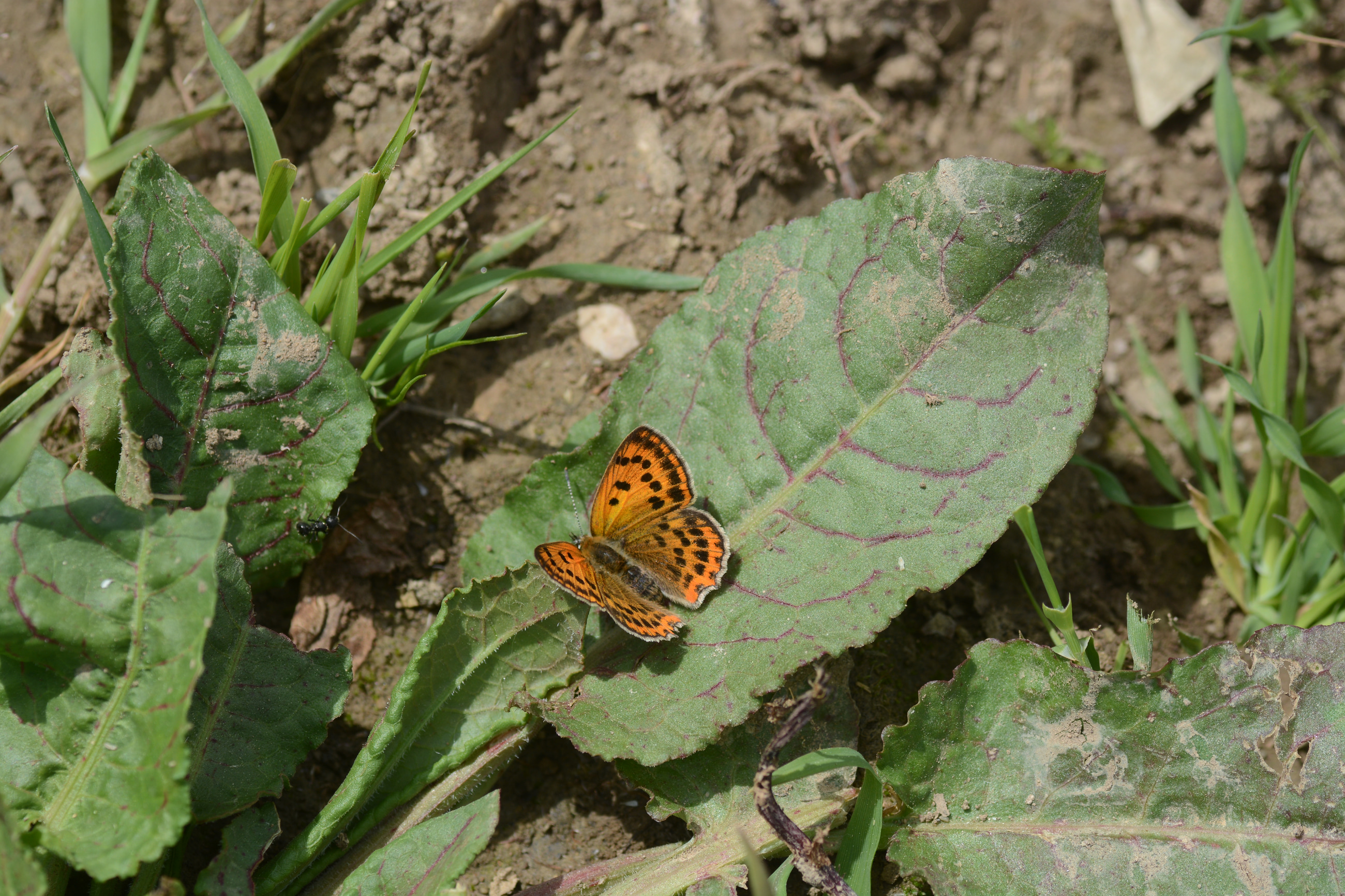 Lycaena ottomana butterfly photo