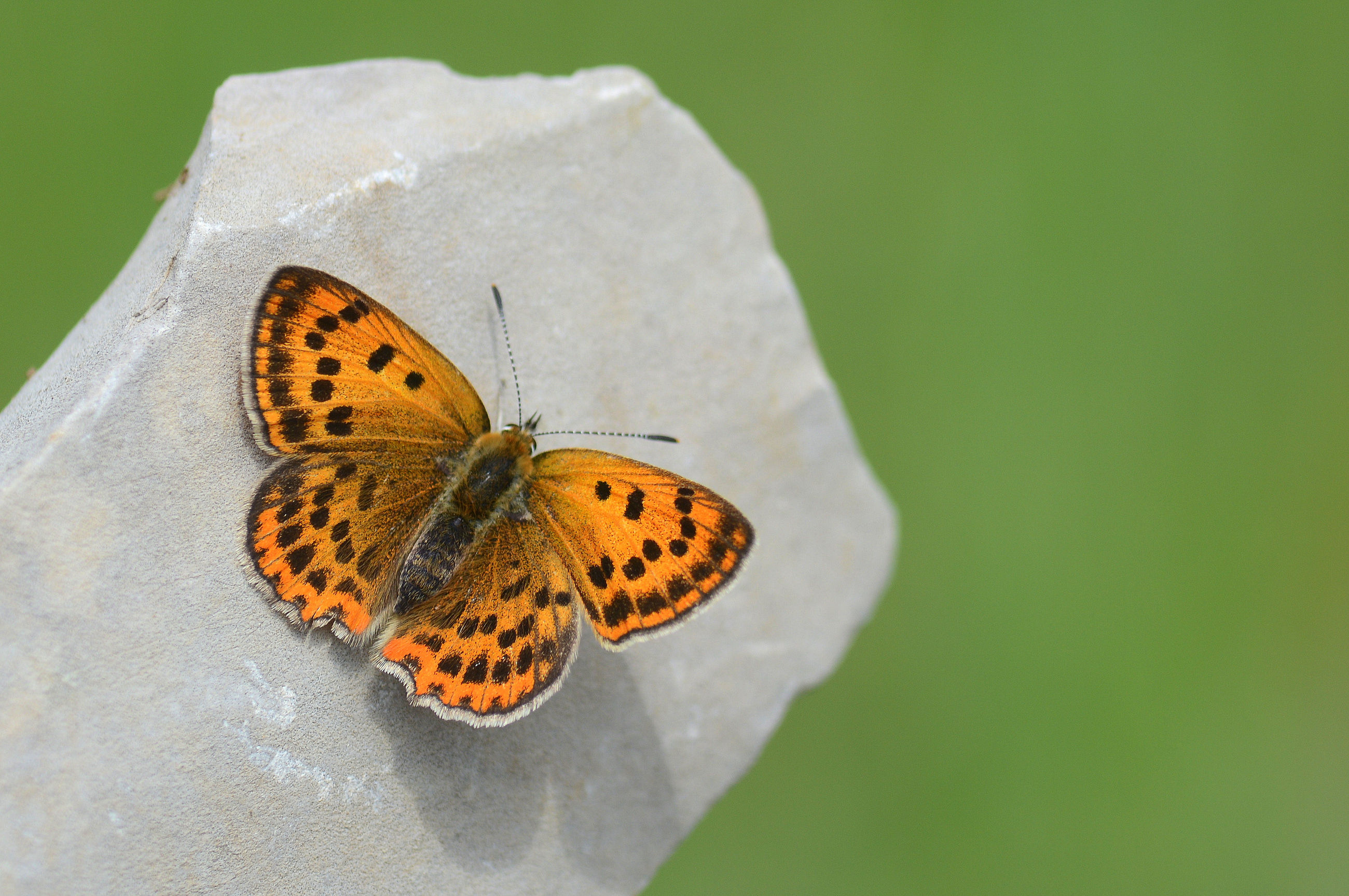 Lycaena ottomana butterfly photo