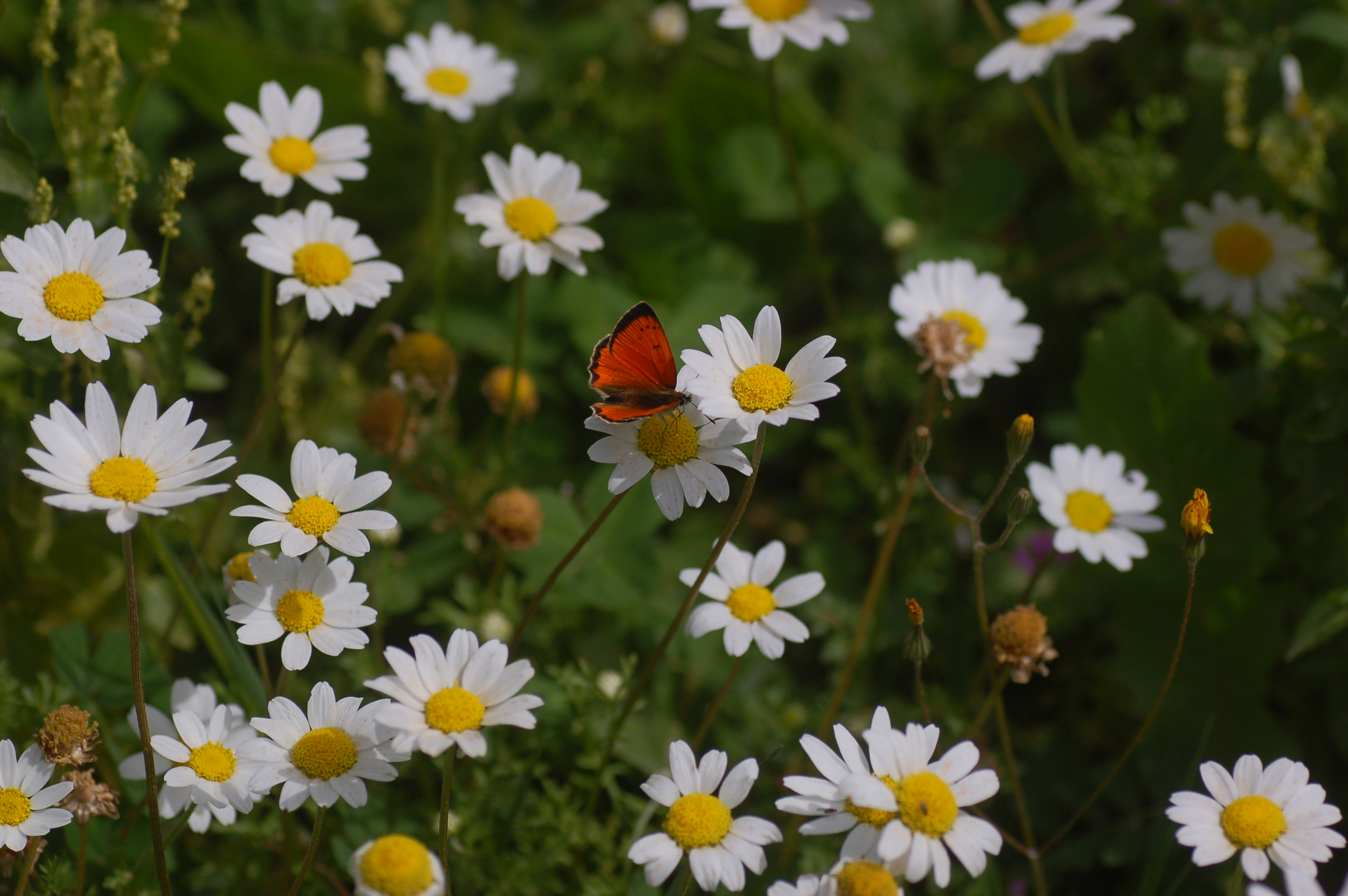 Lycaena ottomana butterfly photo