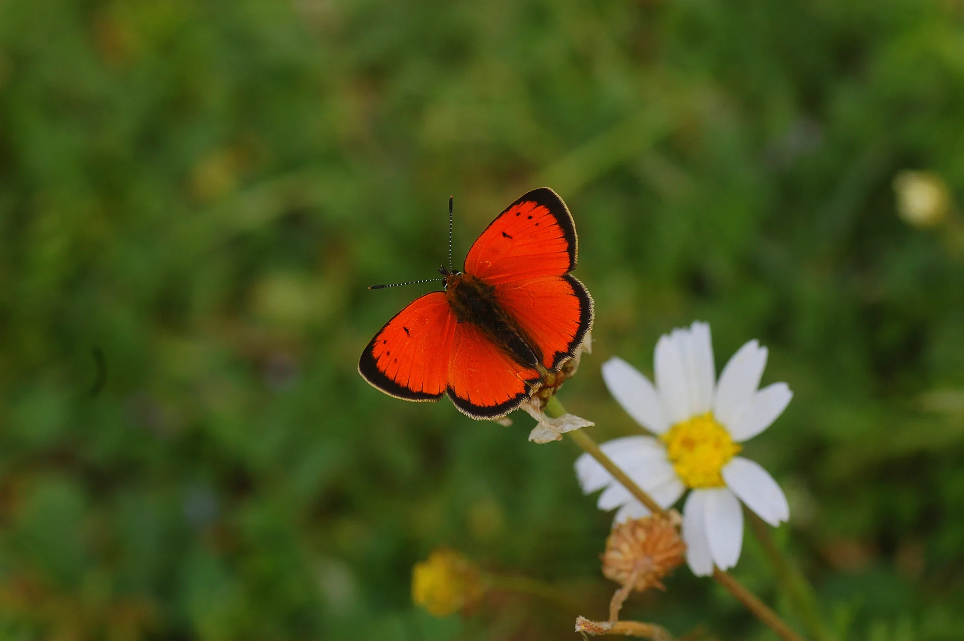 Lycaena ottomana butterfly photo