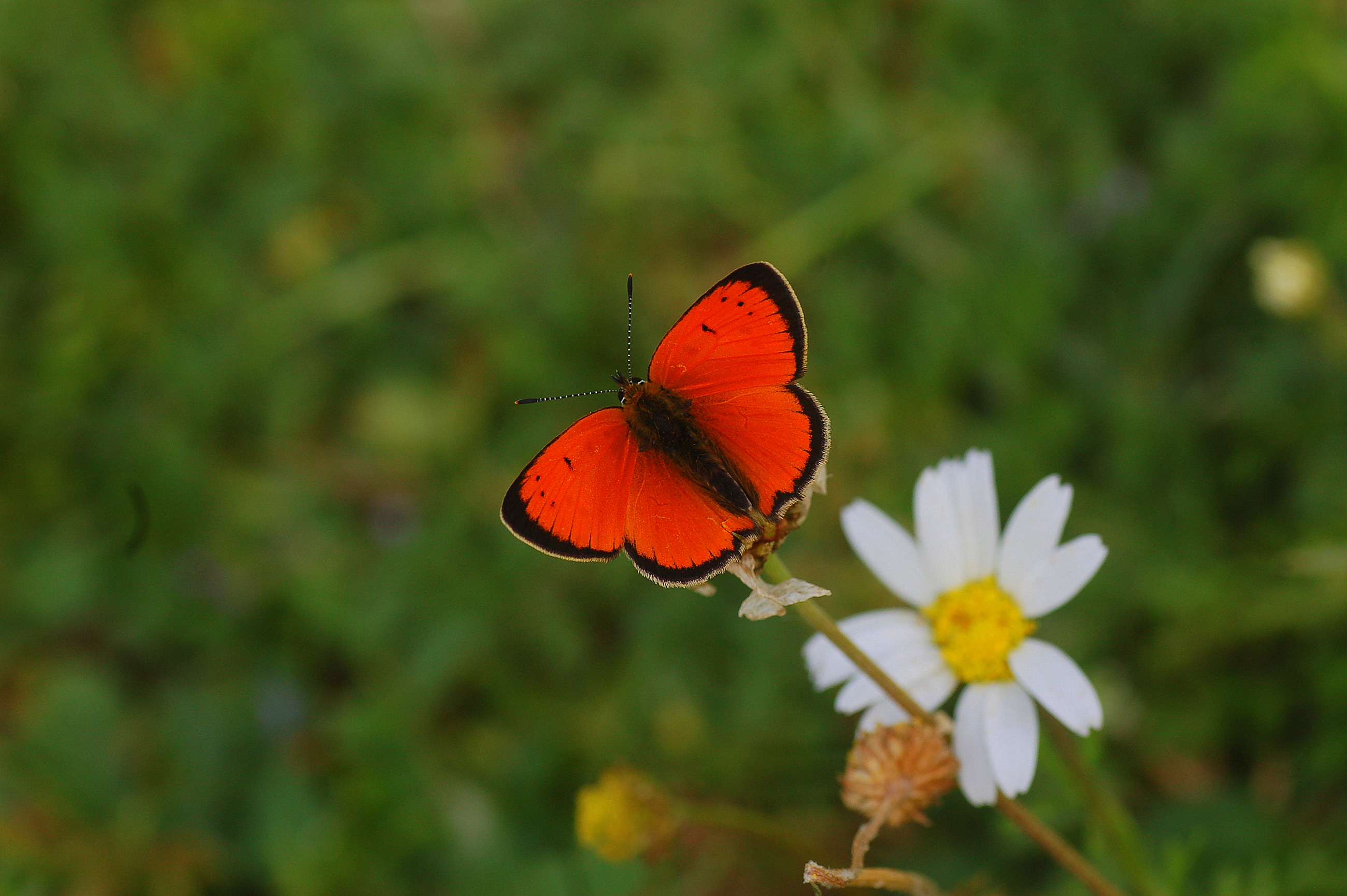 Lycaena ottomana butterfly photo