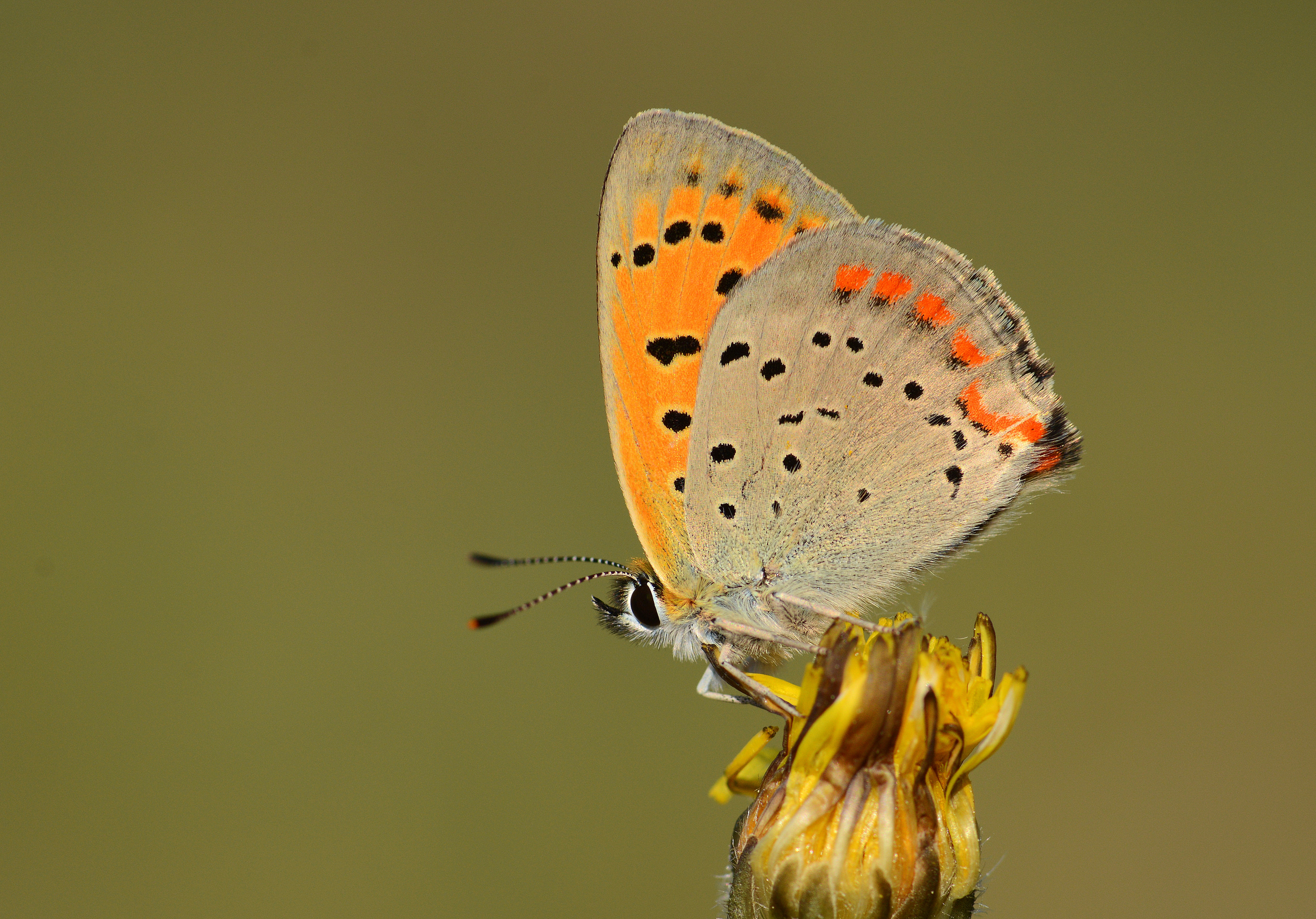 Lycaena ottomana butterfly photo