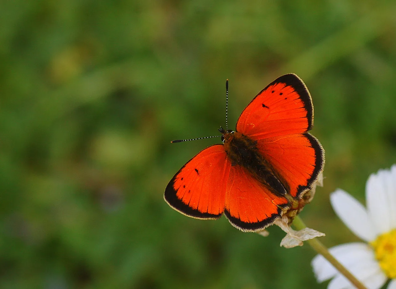 Lycaena ottomana butterfly photo