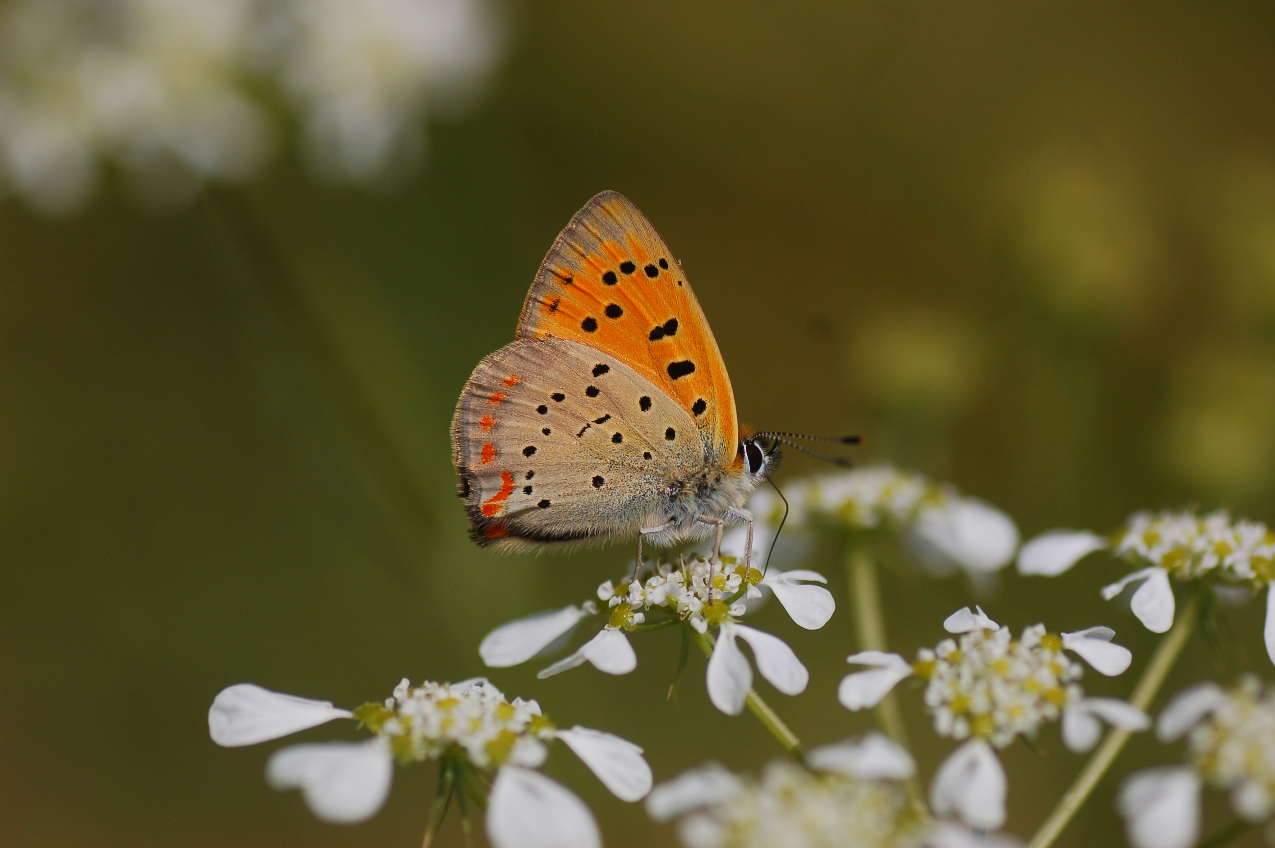 Lycaena ottomana butterfly photo