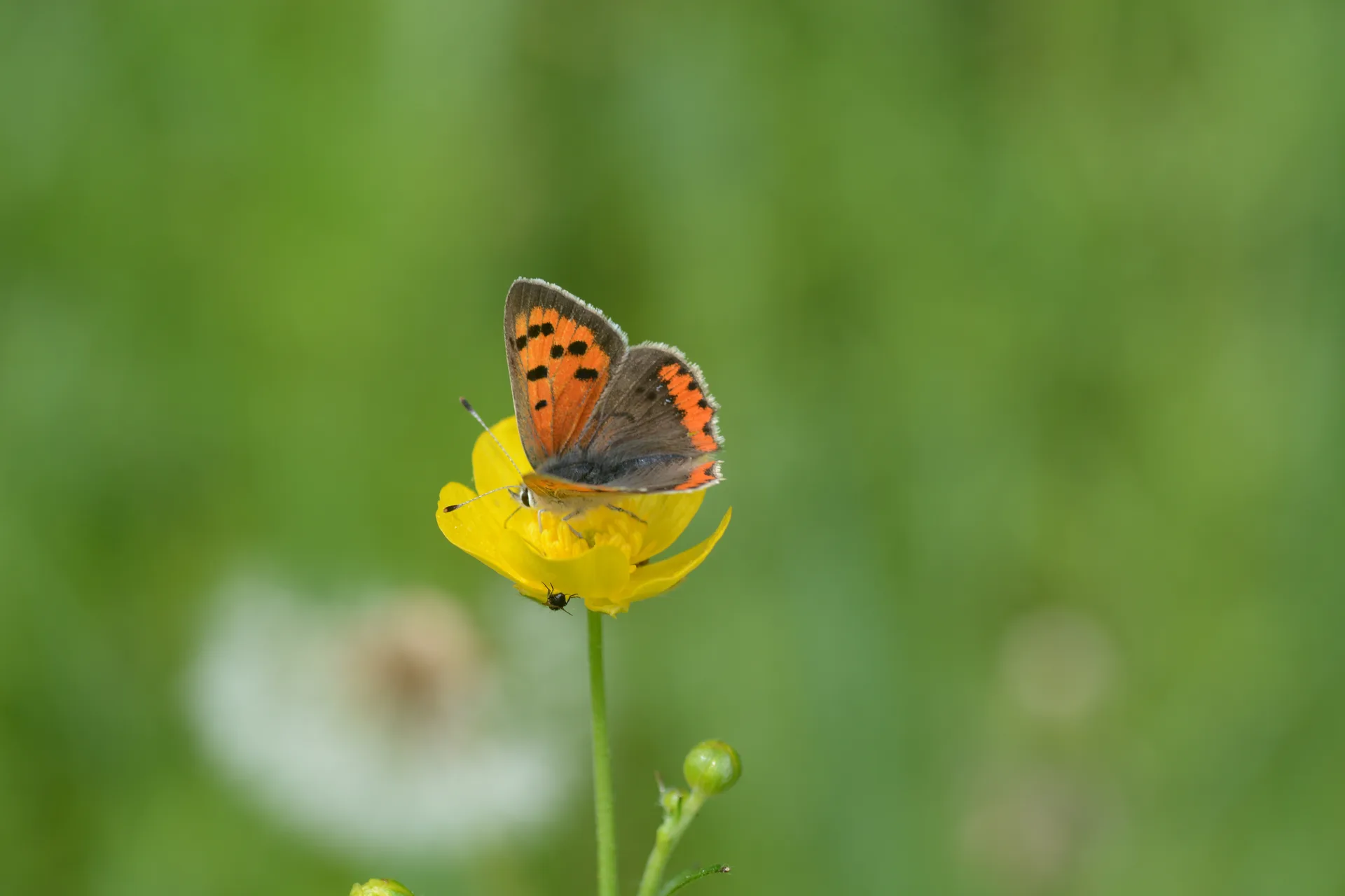 Lycaena phlaeas (BeneklibakÄ±rgÃ¼zeli) butterfly photo