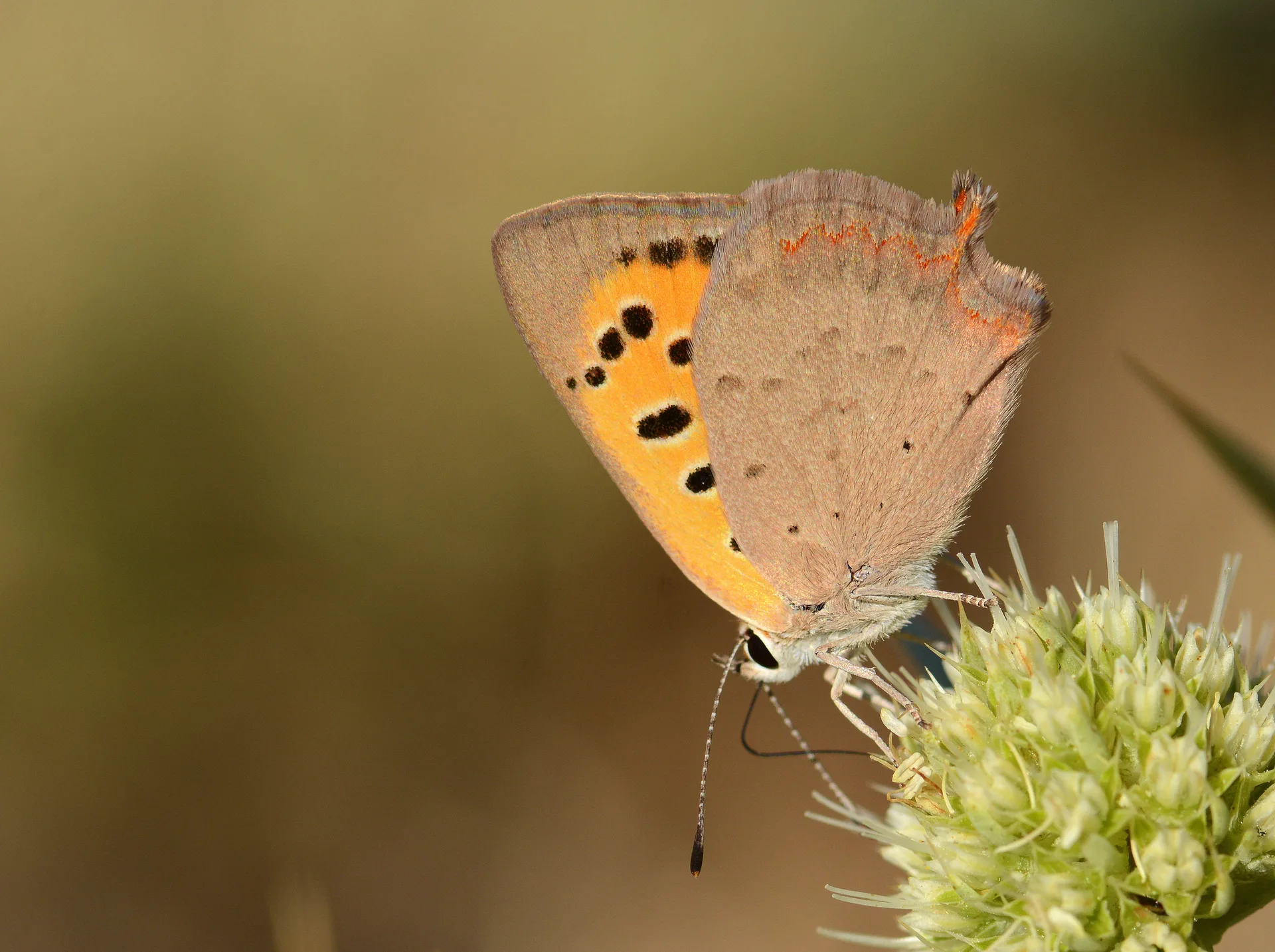 Lycaena phlaeas (BeneklibakÄ±rgÃ¼zeli) butterfly photo
