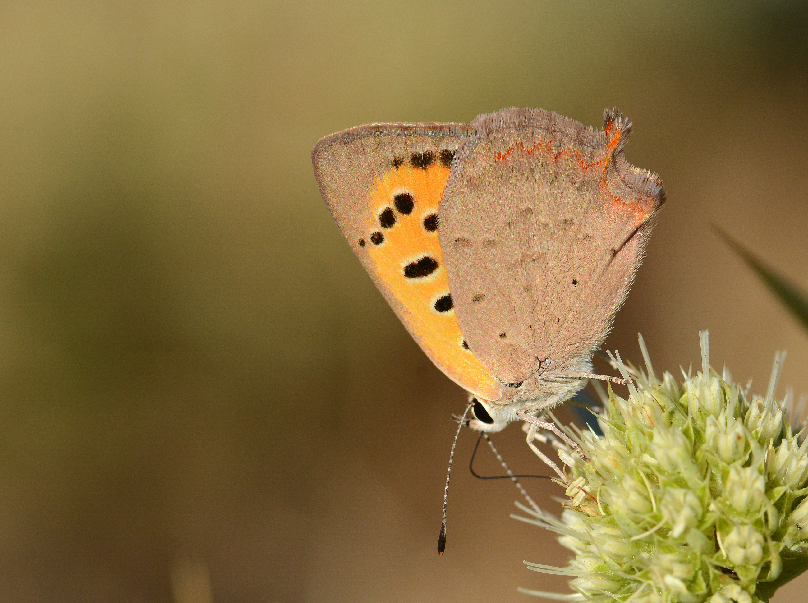 Lycaena phlaeas (Beneklibakırgüzeli) butterfly photo
