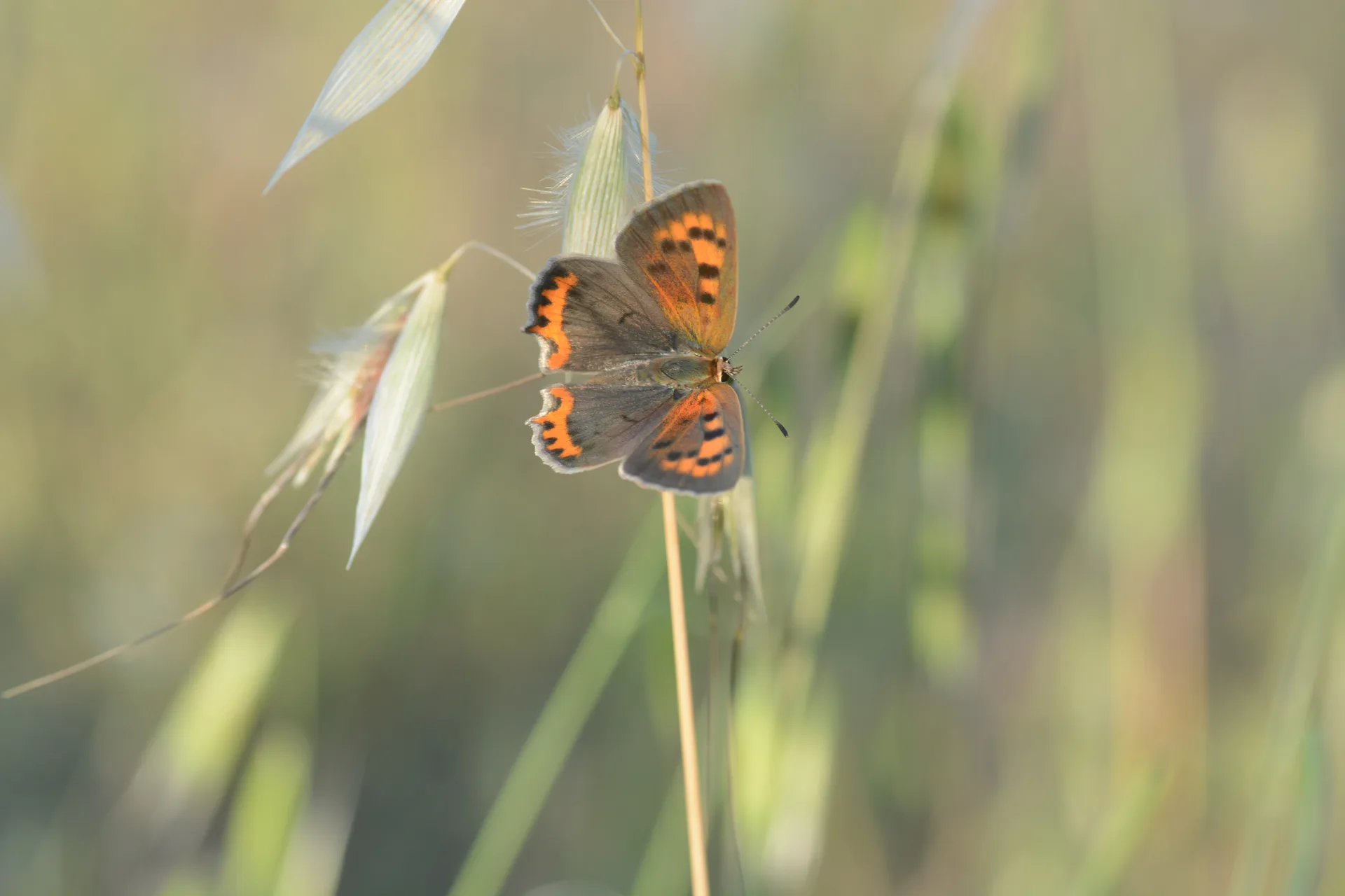 Lycaena phlaeas (BeneklibakÄ±rgÃ¼zeli) butterfly photo