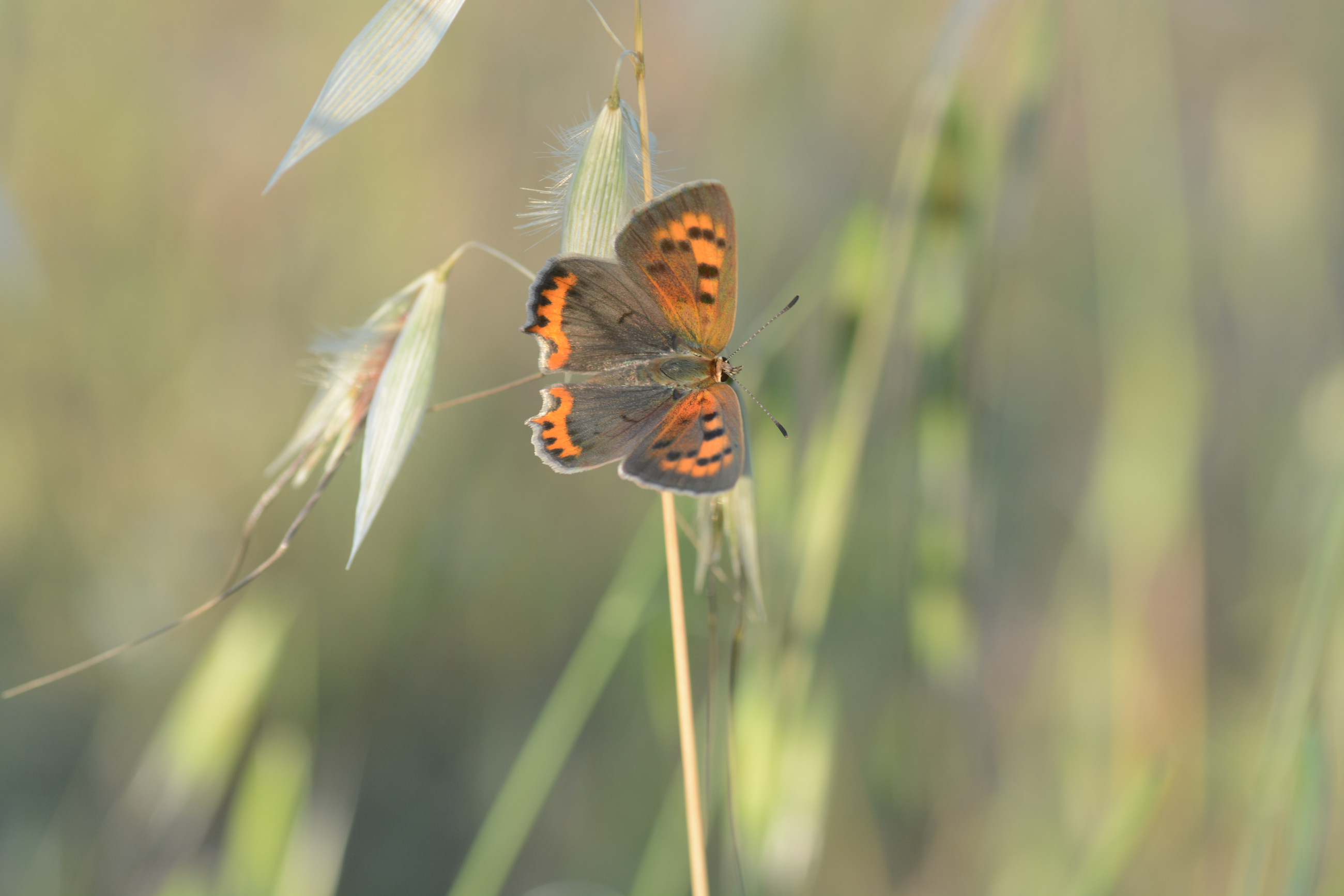 Lycaena phlaeas (Beneklibakırgüzeli) butterfly photo