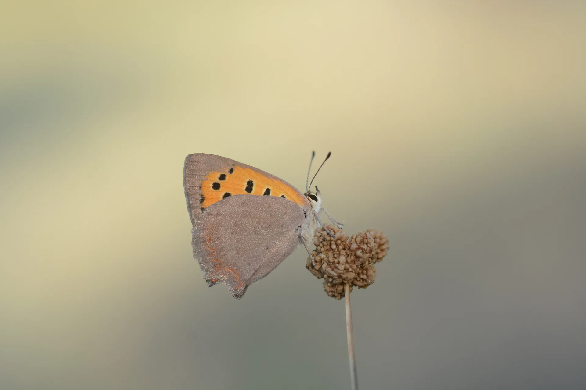 Lycaena phlaeas (BeneklibakÄ±rgÃ¼zeli) butterfly photo