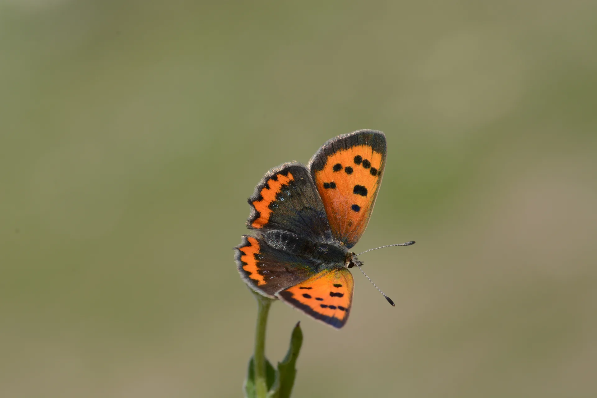 Lycaena phlaeas (BeneklibakÄ±rgÃ¼zeli) butterfly photo