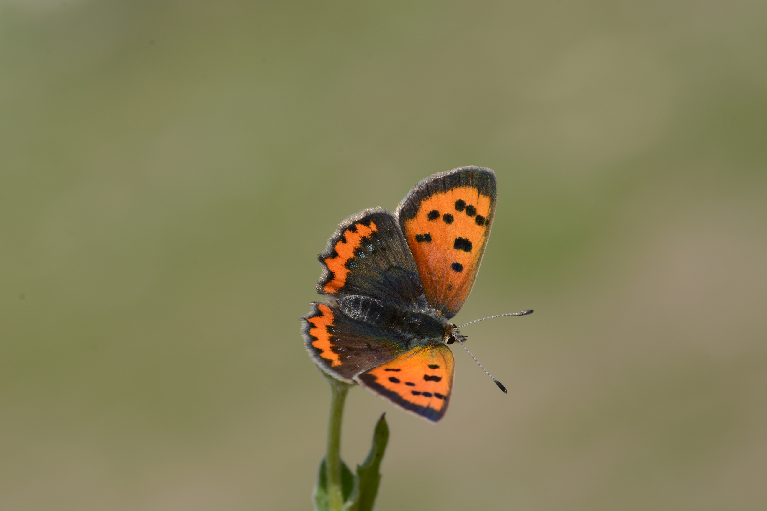 Lycaena phlaeas (Beneklibakırgüzeli) butterfly photo