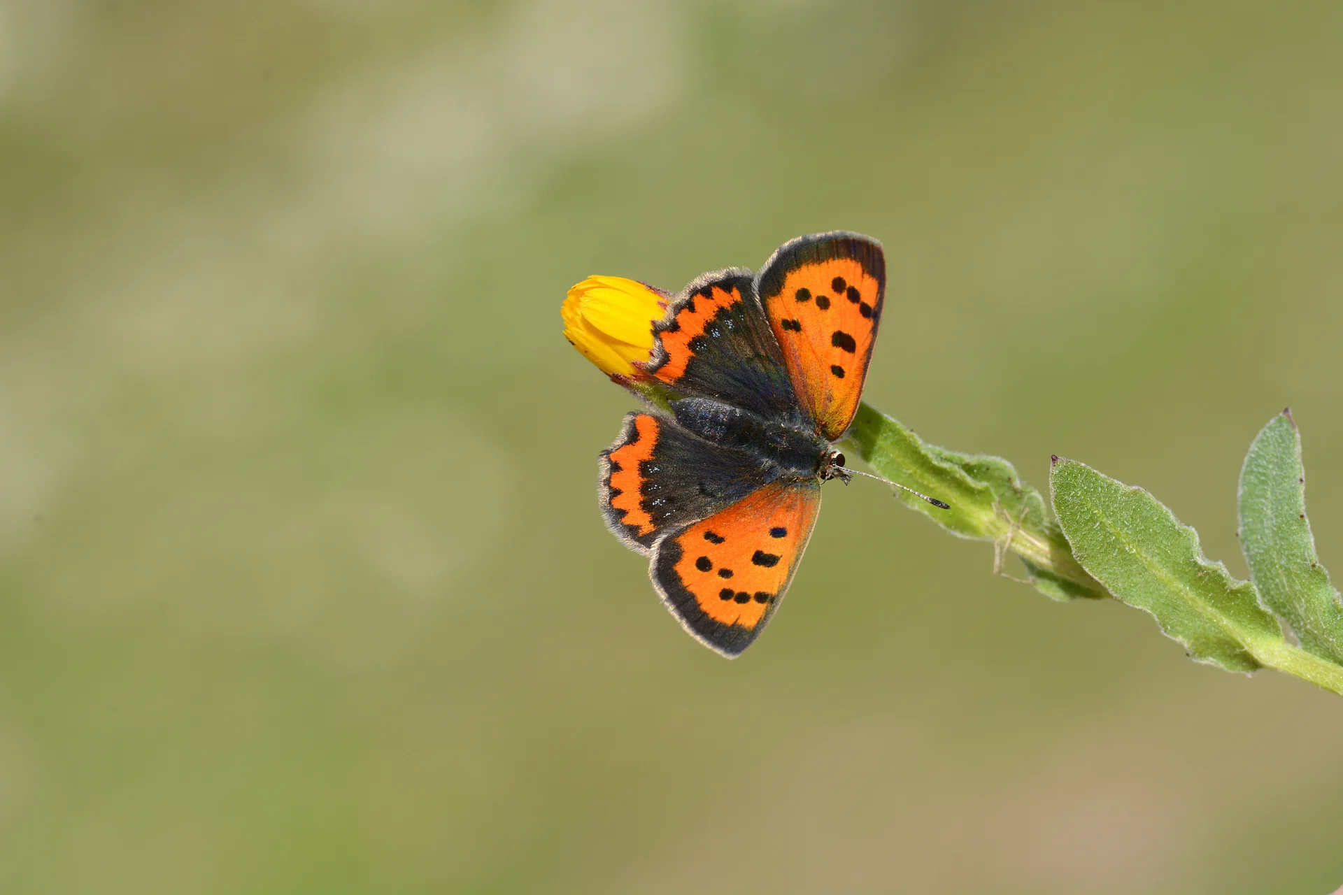 Lycaena phlaeas (BeneklibakÄ±rgÃ¼zeli) butterfly photo