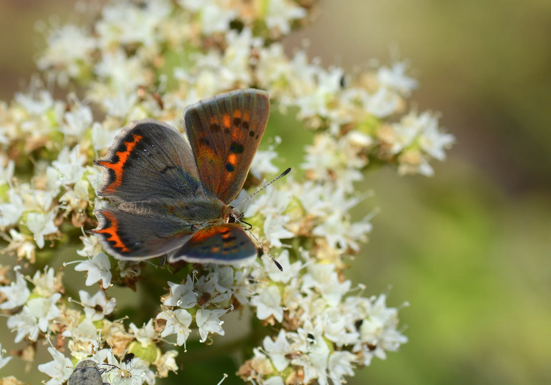 Lycaena phlaeas (BeneklibakÄ±rgÃ¼zeli) butterfly photo