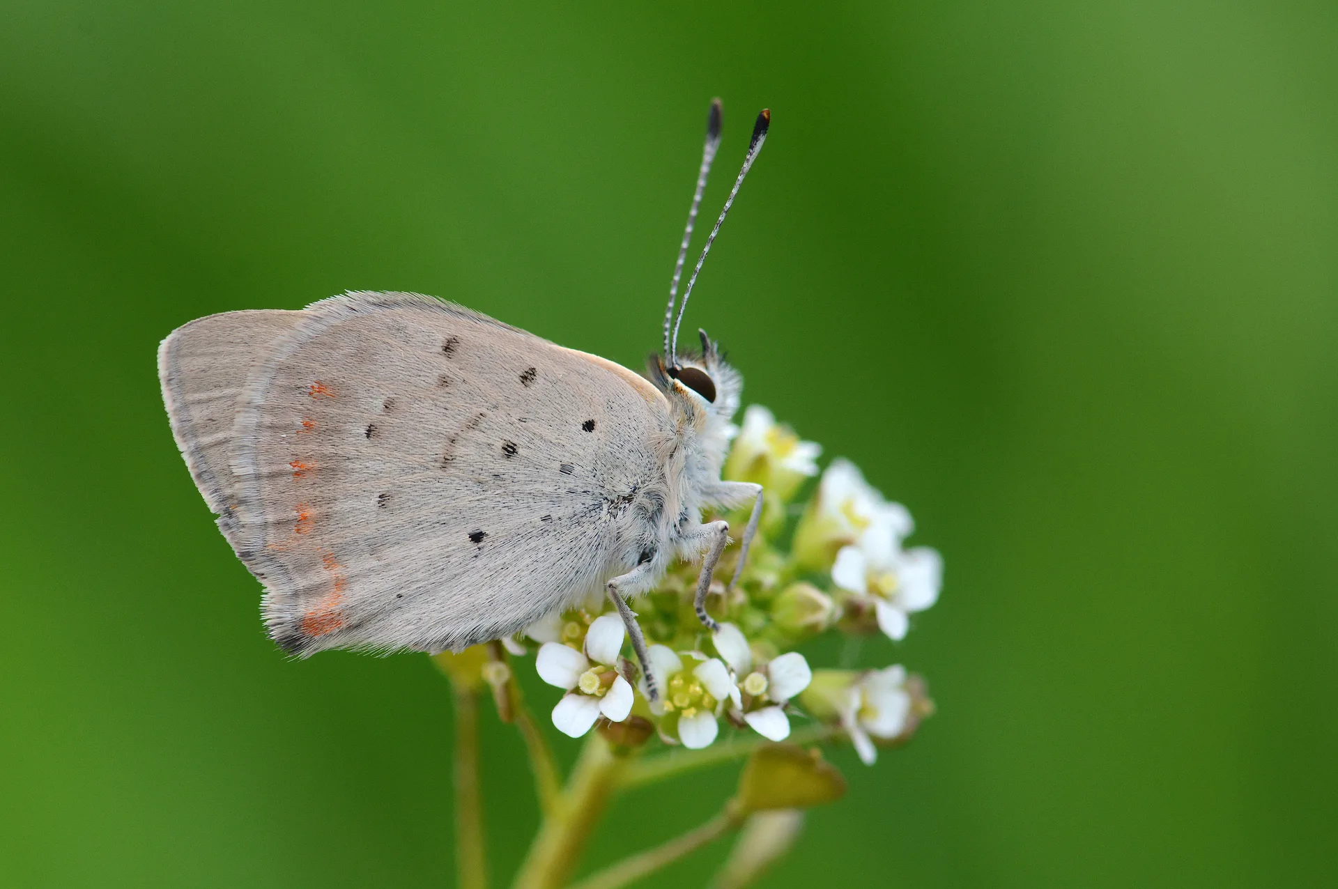 Lycaena phlaeas (BeneklibakÄ±rgÃ¼zeli) butterfly photo