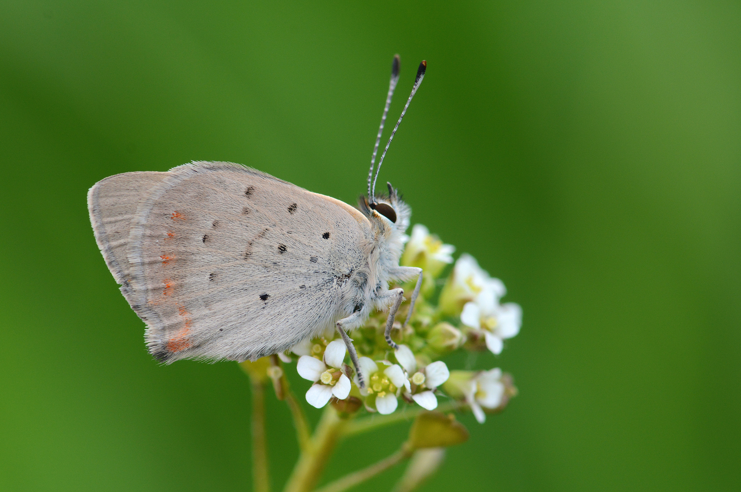 Lycaena phlaeas (Beneklibakırgüzeli) butterfly photo
