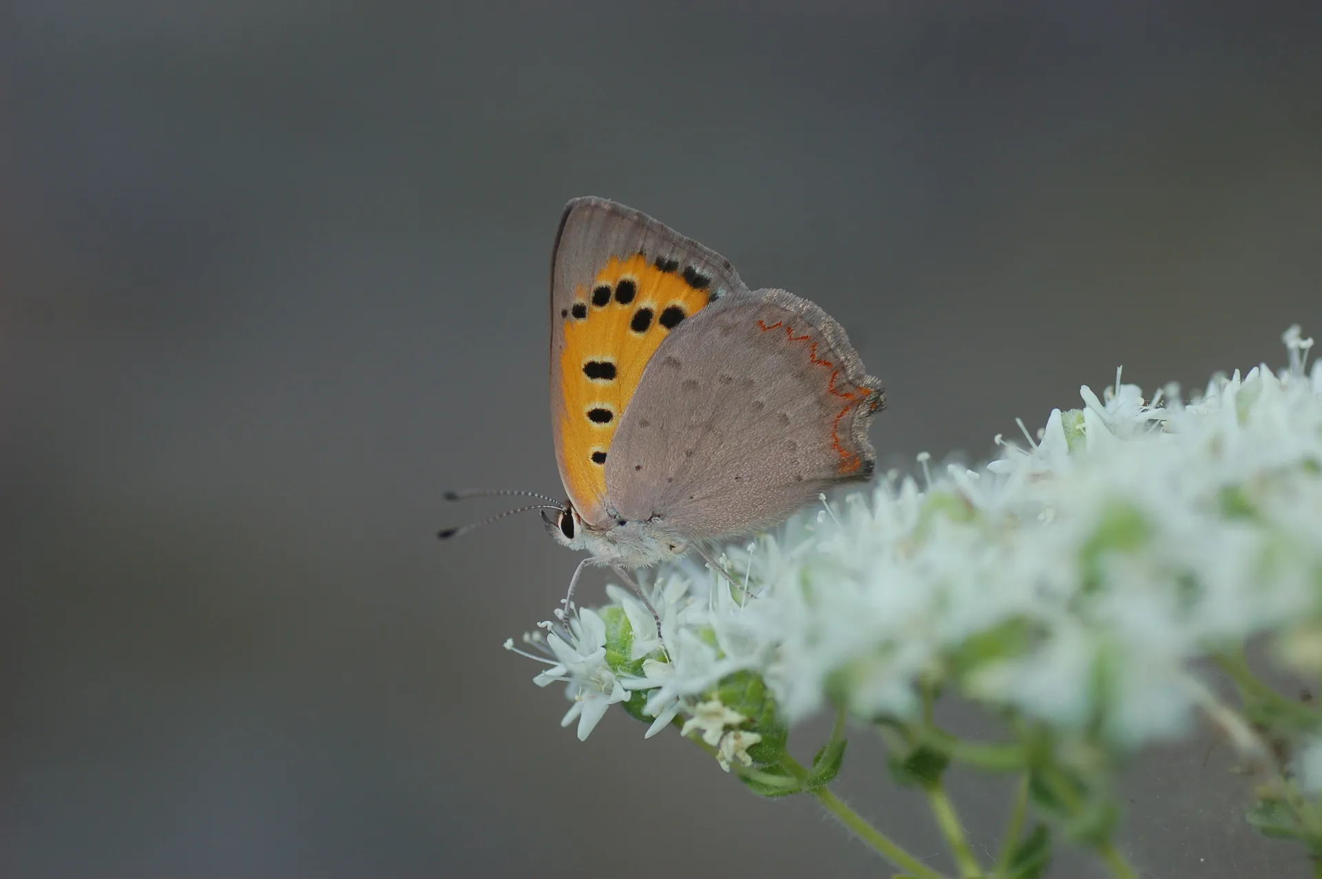 Lycaena phlaeas (BeneklibakÄ±rgÃ¼zeli) butterfly photo