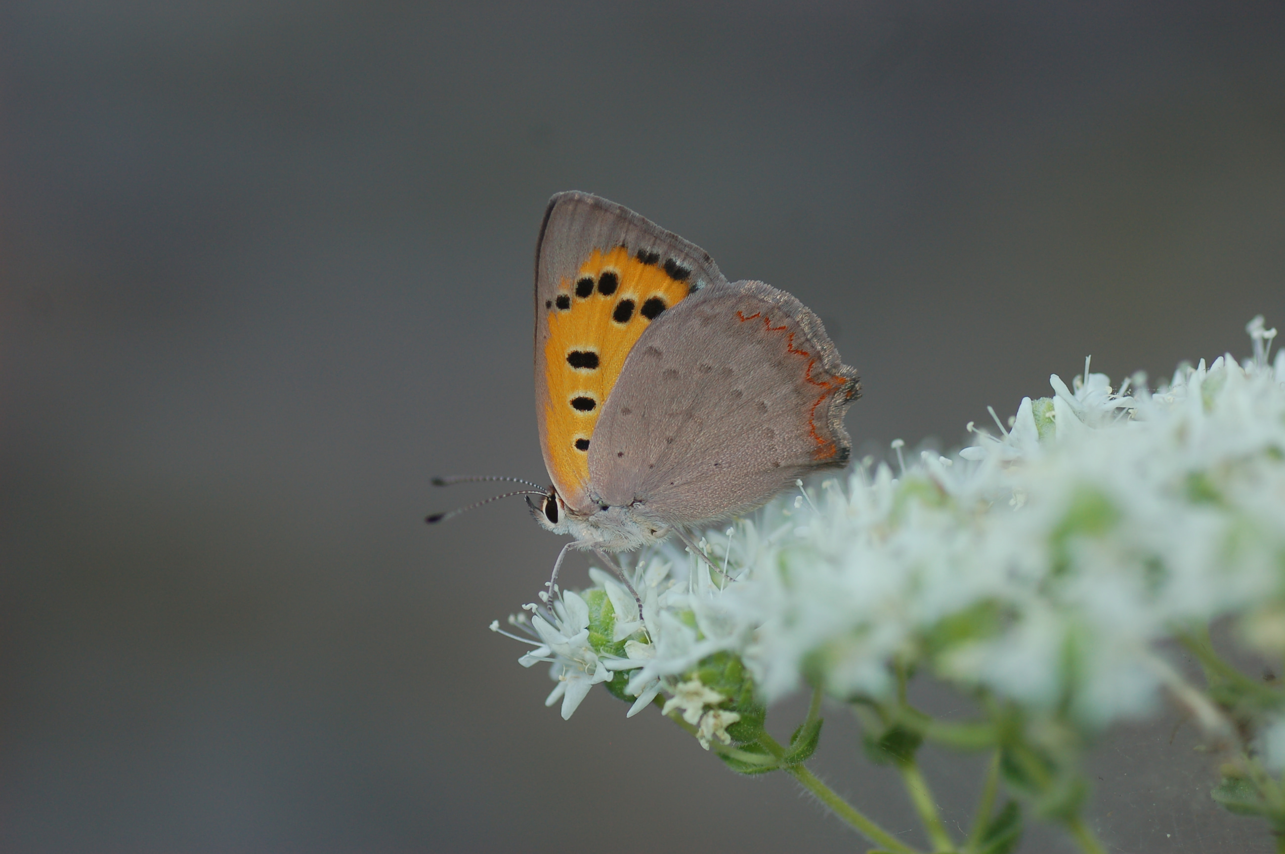 Lycaena phlaeas (Beneklibakırgüzeli) butterfly photo