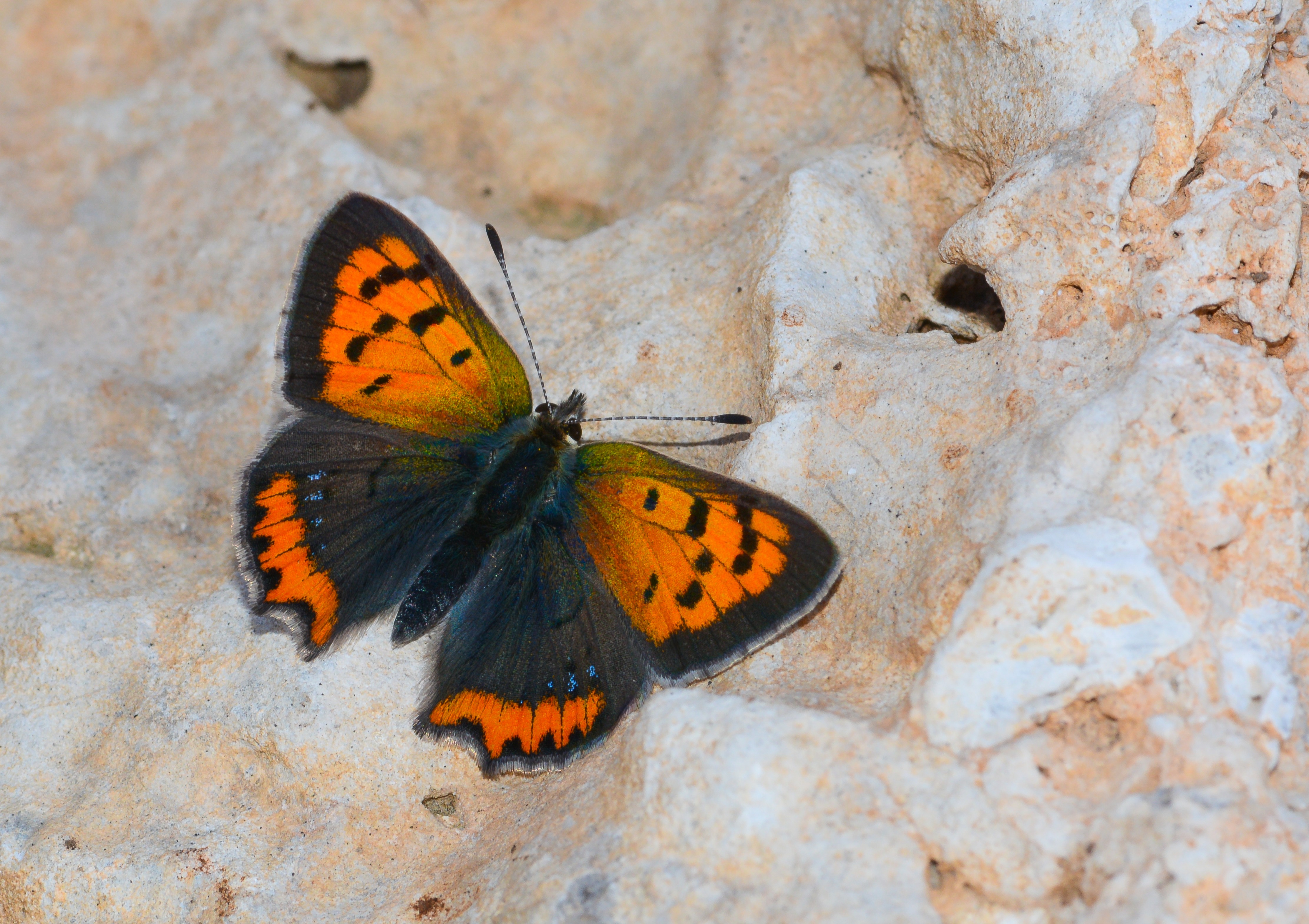 Lycaena phlaeas (Beneklibakırgüzeli) butterfly photo