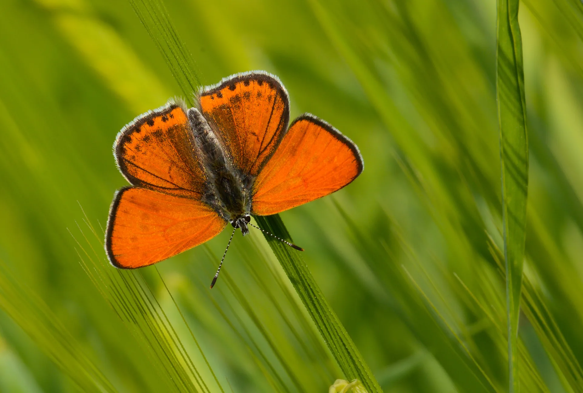 Lycaena thersamon (Küçükateşgüzeli) butterfly photo