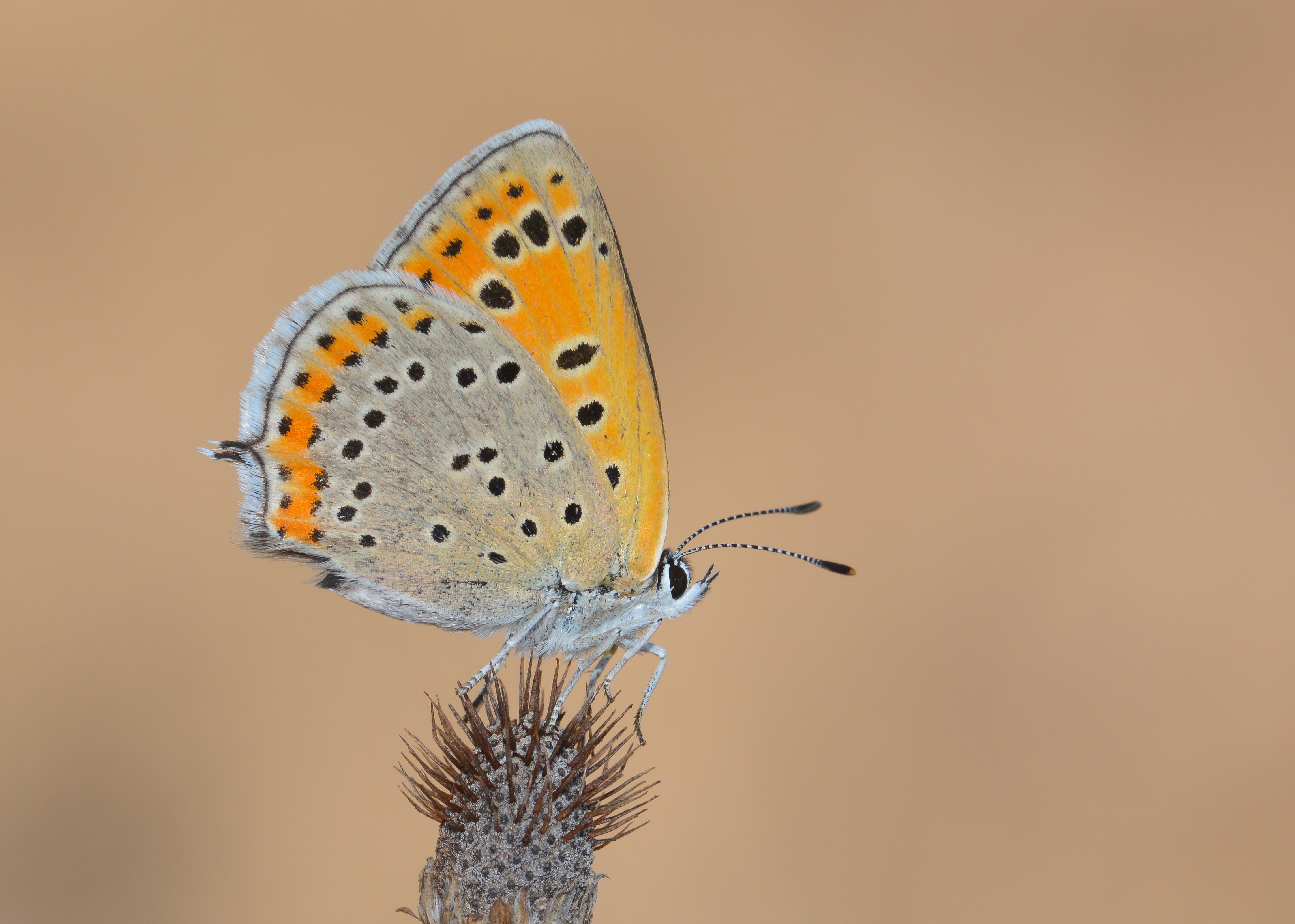Lycaena thersamon (Küçükateşgüzeli) butterfly photo