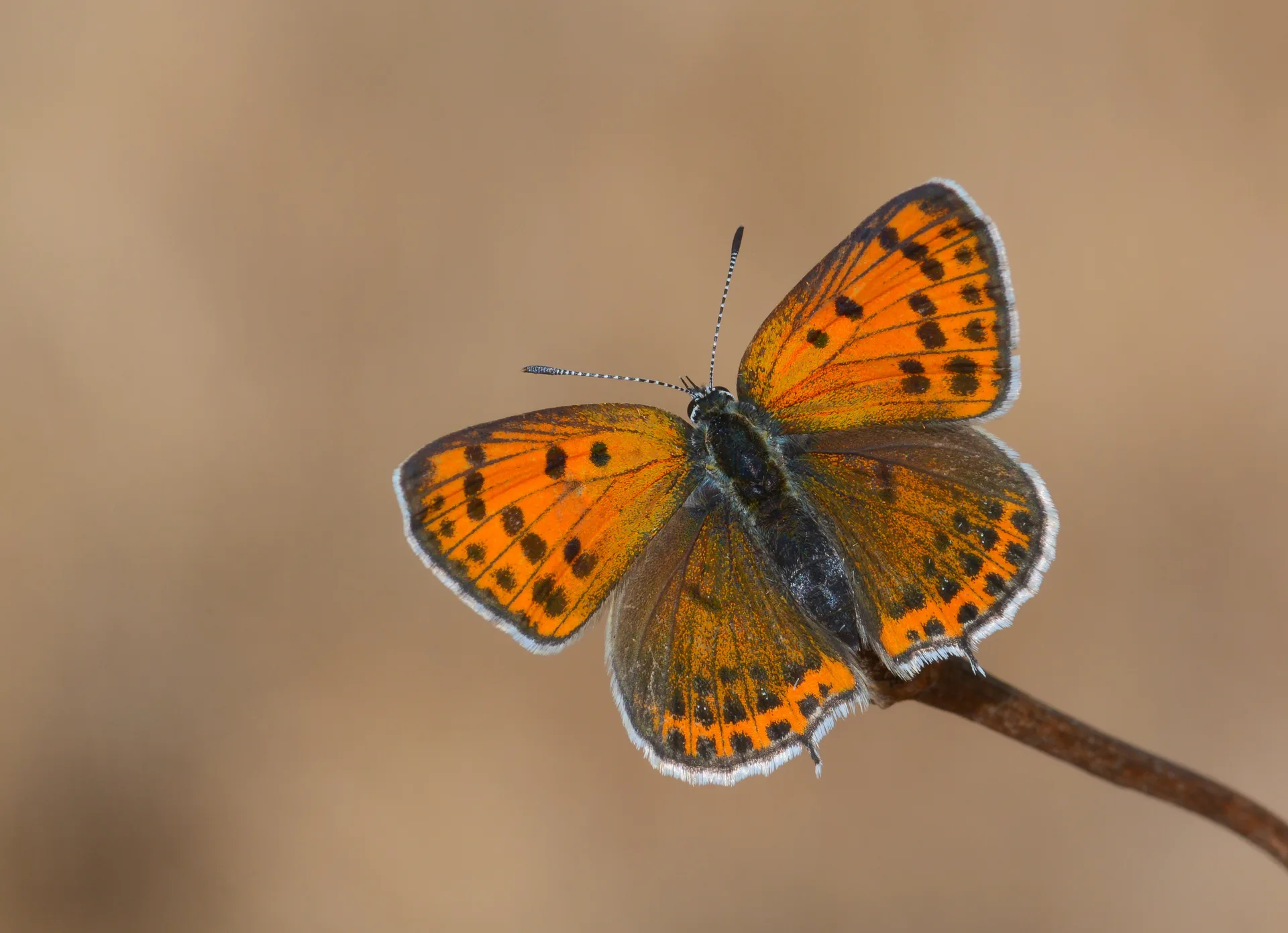 Lycaena thersamon (KÃ¼Ã§Ã¼kateÅŸgÃ¼zeli) butterfly photo