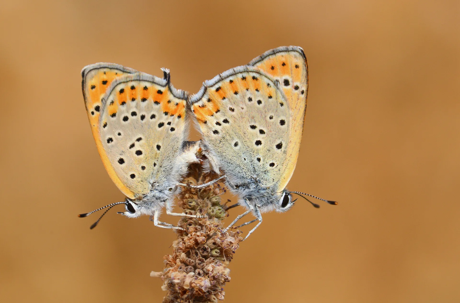 Lycaena thersamon (KÃ¼Ã§Ã¼kateÅŸgÃ¼zeli) butterfly photo
