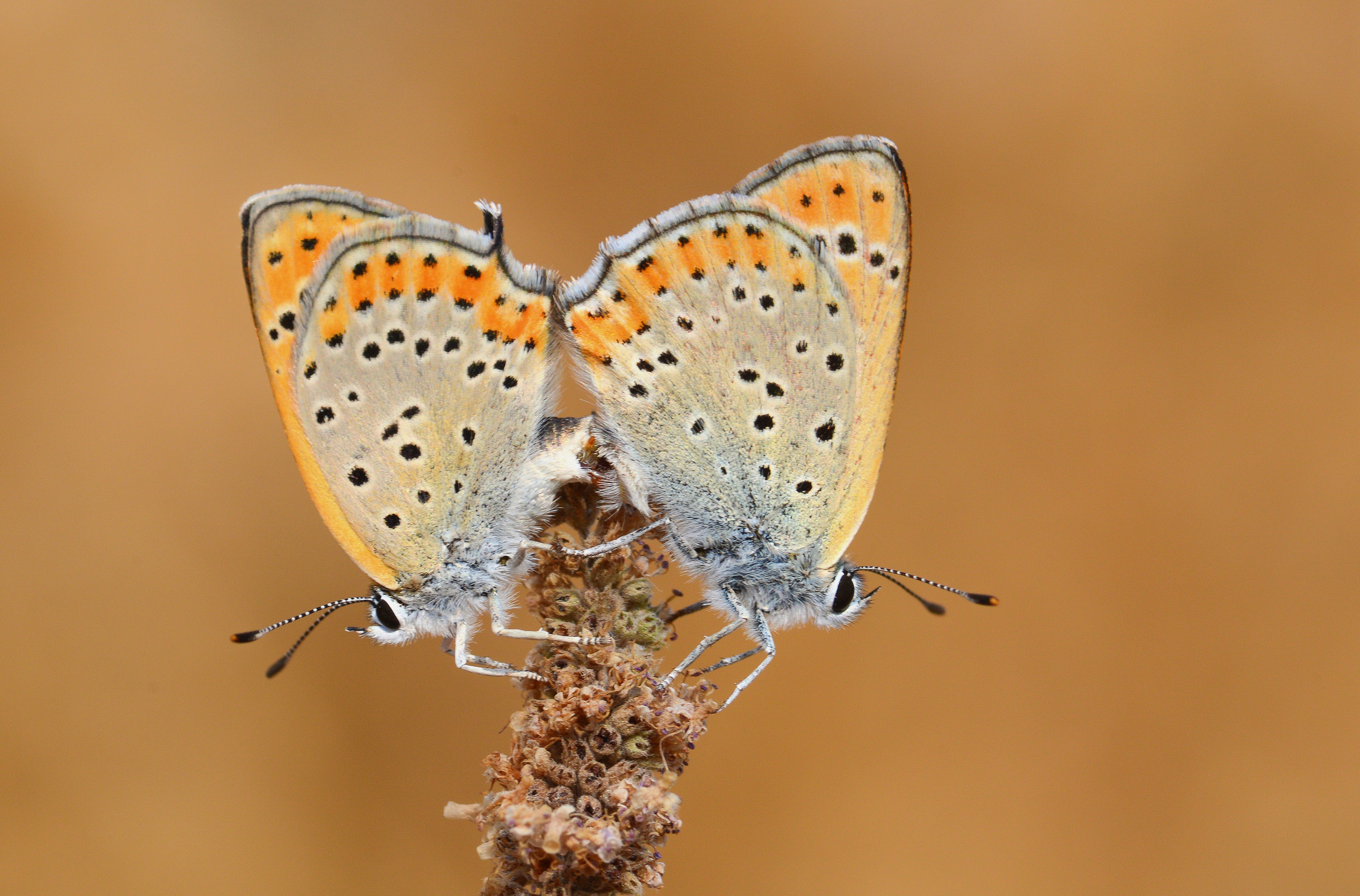 Lycaena thersamon (Küçükateşgüzeli) butterfly photo