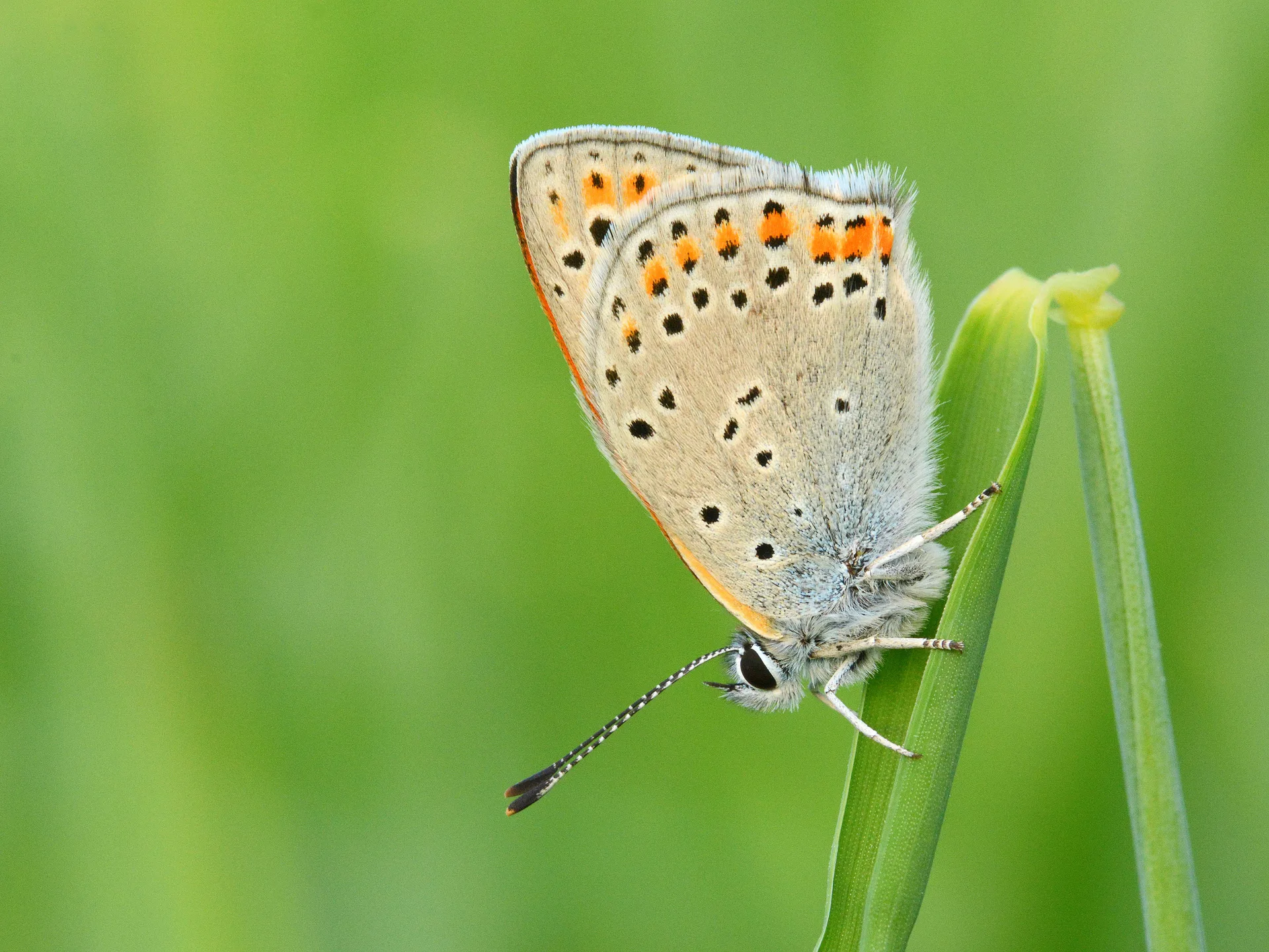 Lycaena thersamon (KÃ¼Ã§Ã¼kateÅŸgÃ¼zeli) butterfly photo