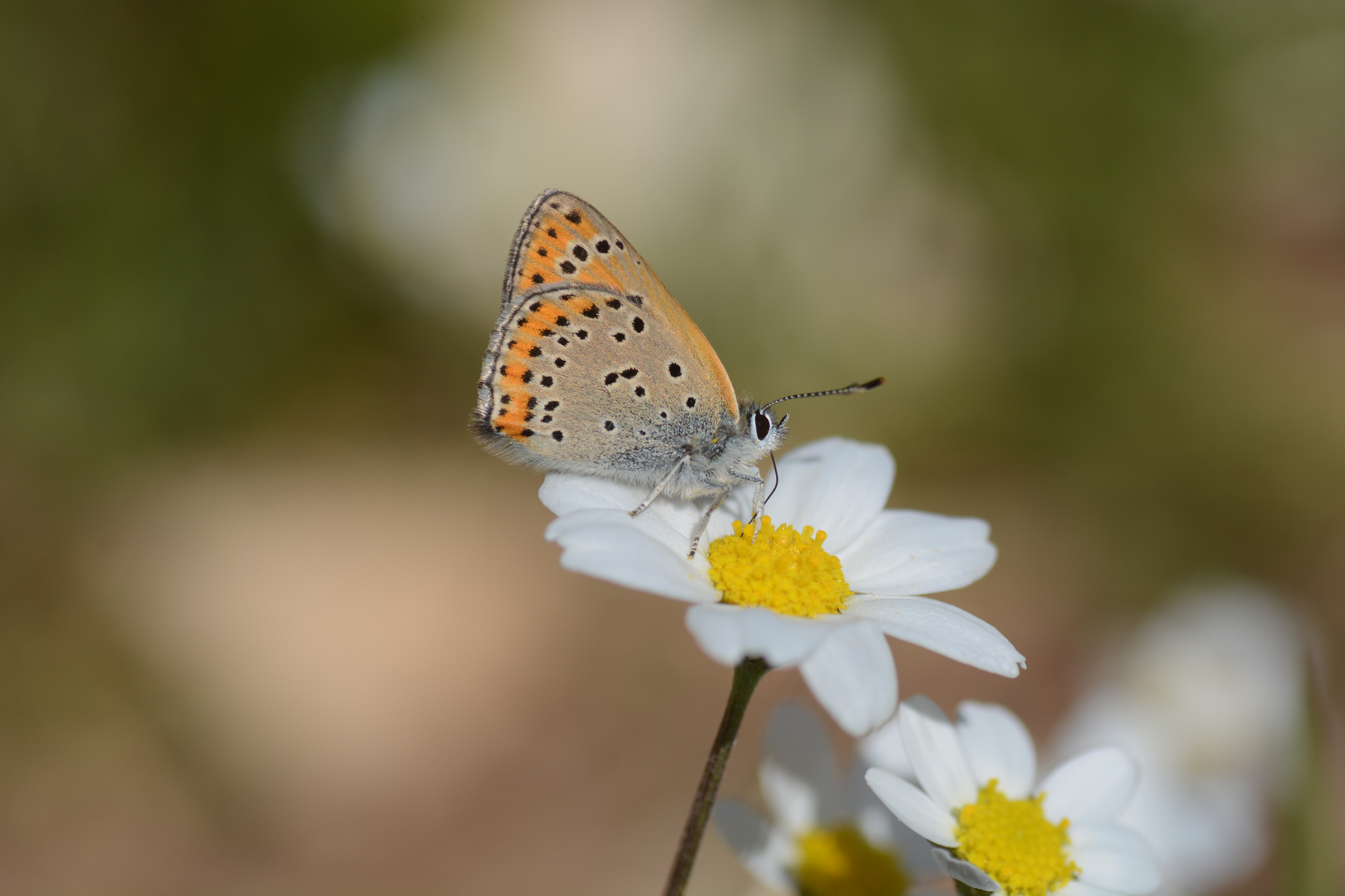 Lycaena thersamon (Küçükateşgüzeli) butterfly photo