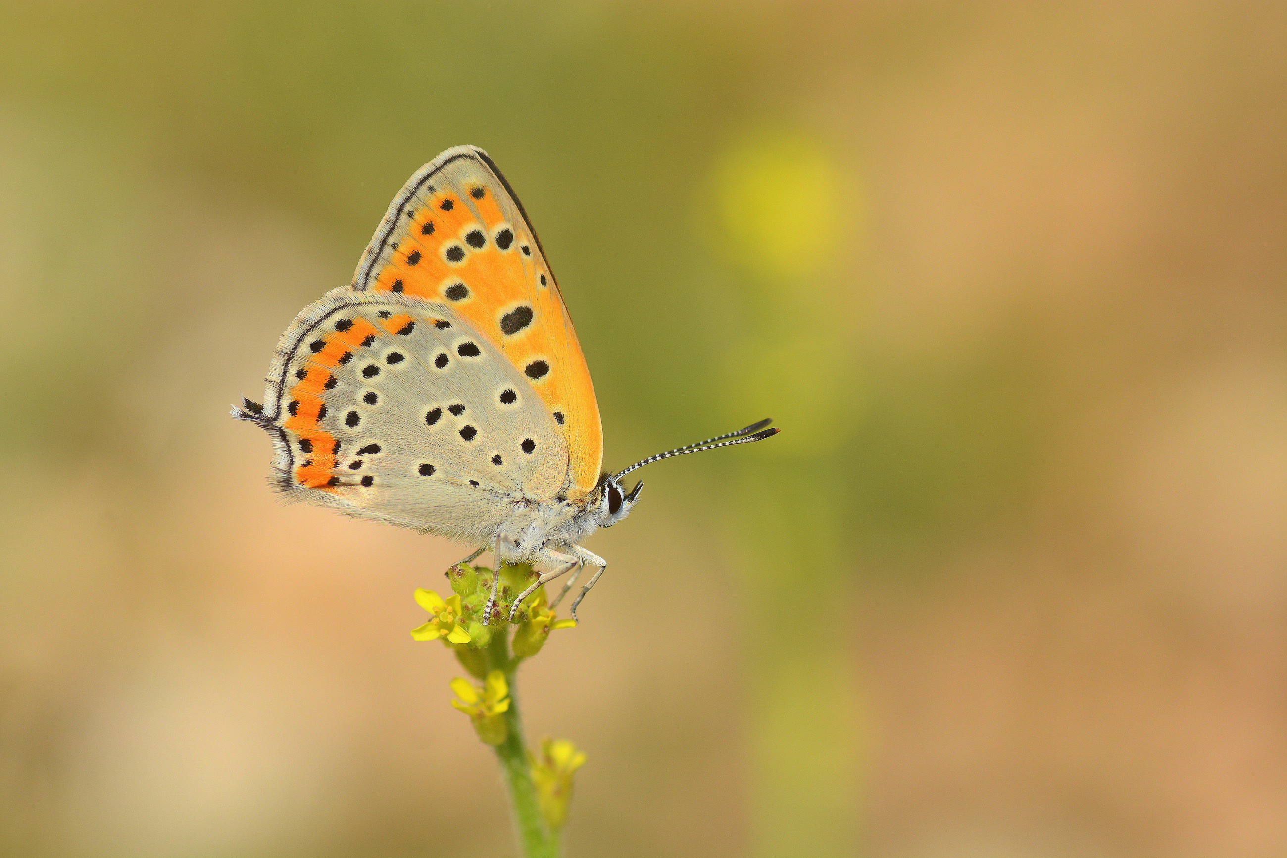 Lycaena thersamon (Küçükateşgüzeli) butterfly photo