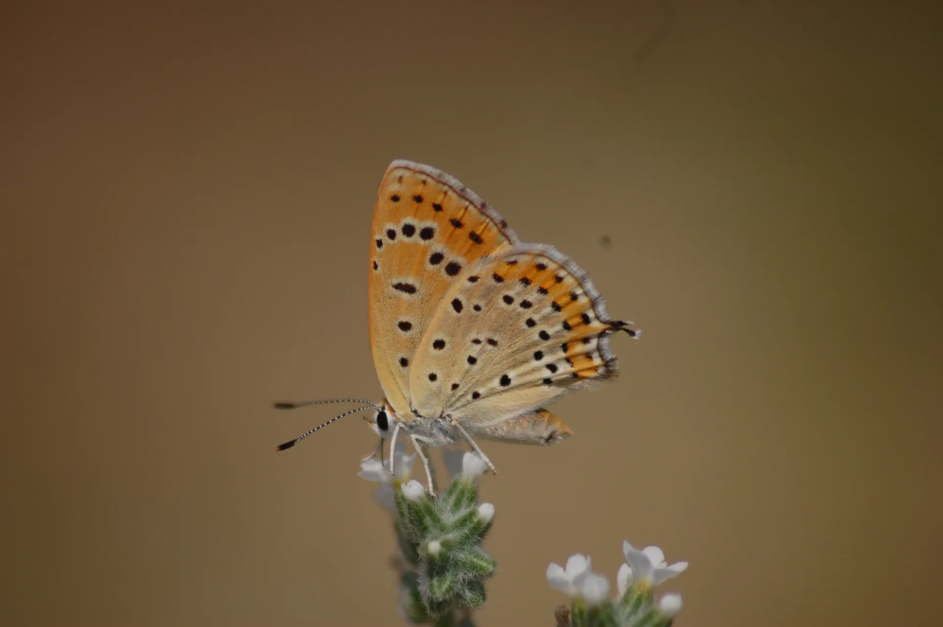 Lycaena thersamon (KÃ¼Ã§Ã¼kateÅŸgÃ¼zeli) butterfly photo