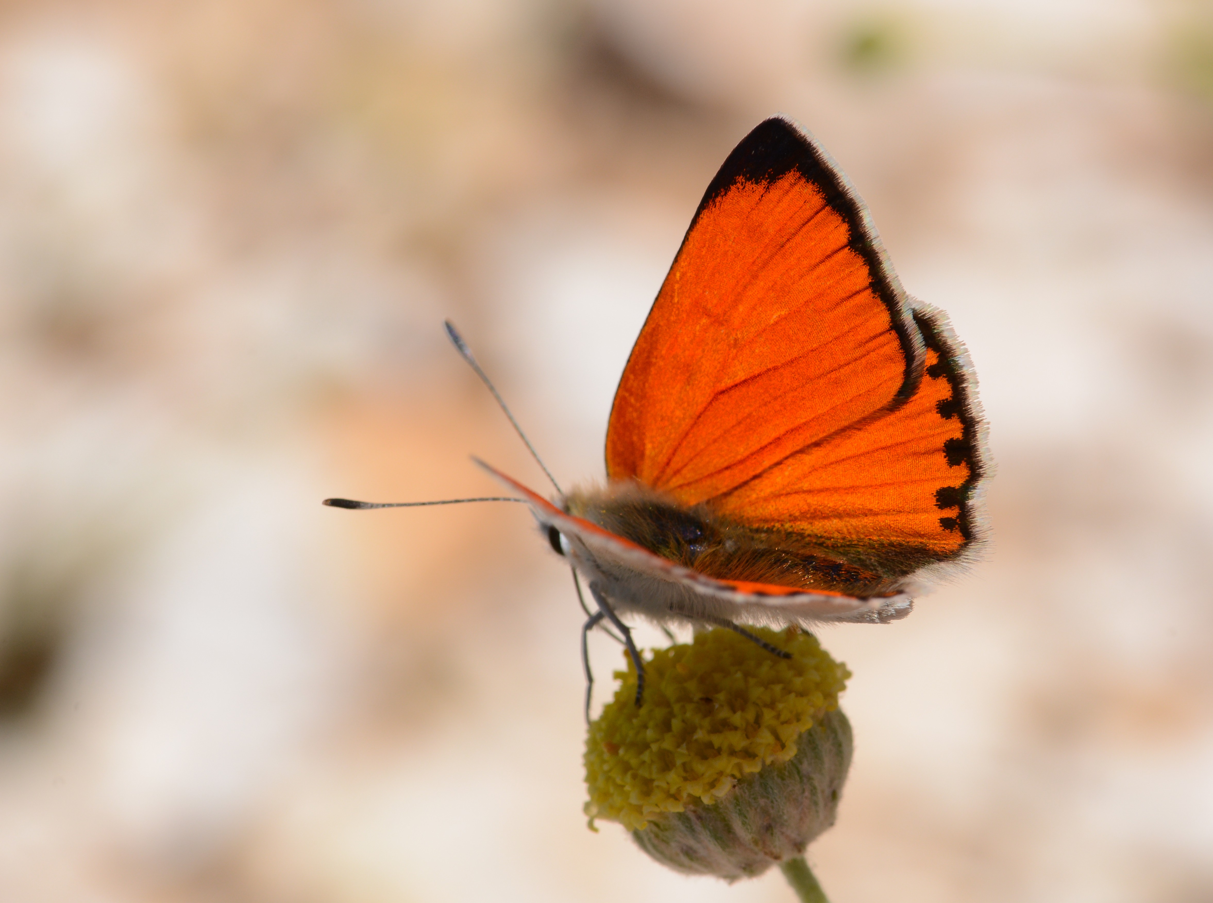Lycaena thetis (DaÄŸateÅŸi) butterfly photo