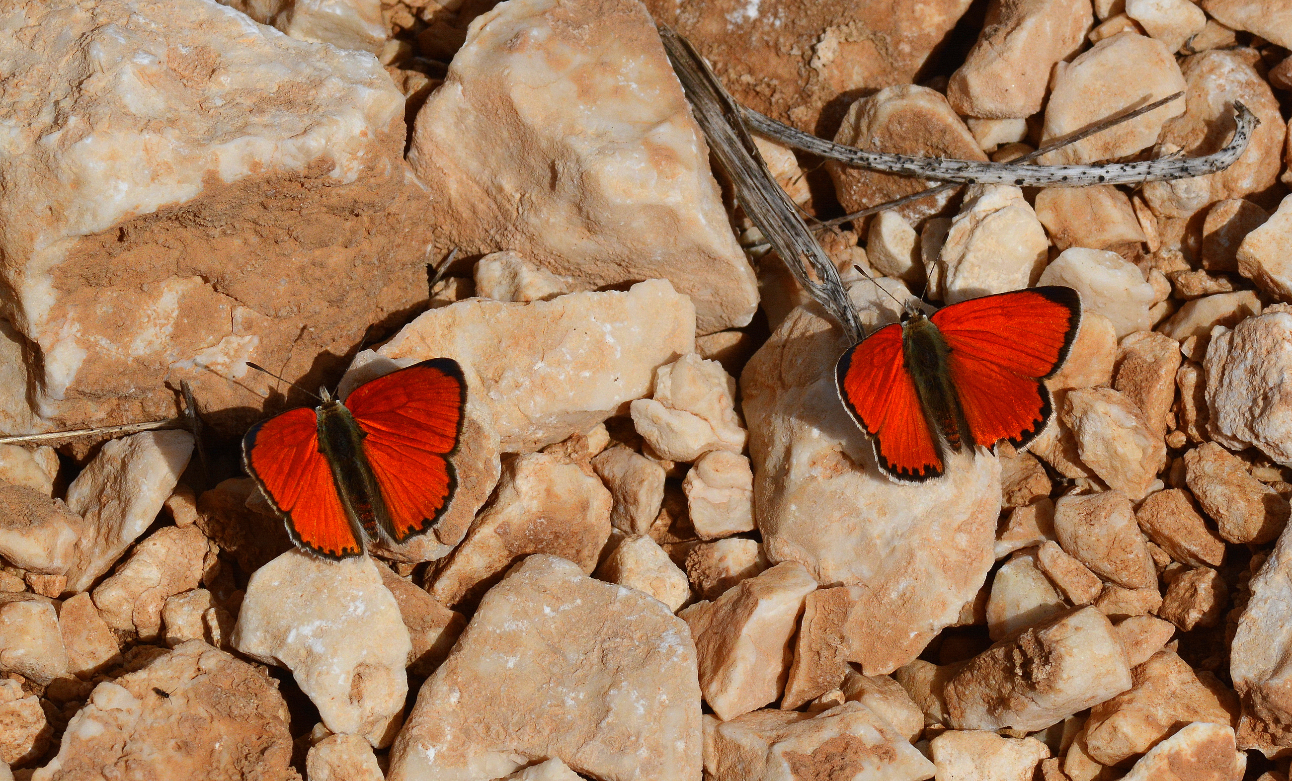 Lycaena thetis (DaÄŸateÅŸi) butterfly photo
