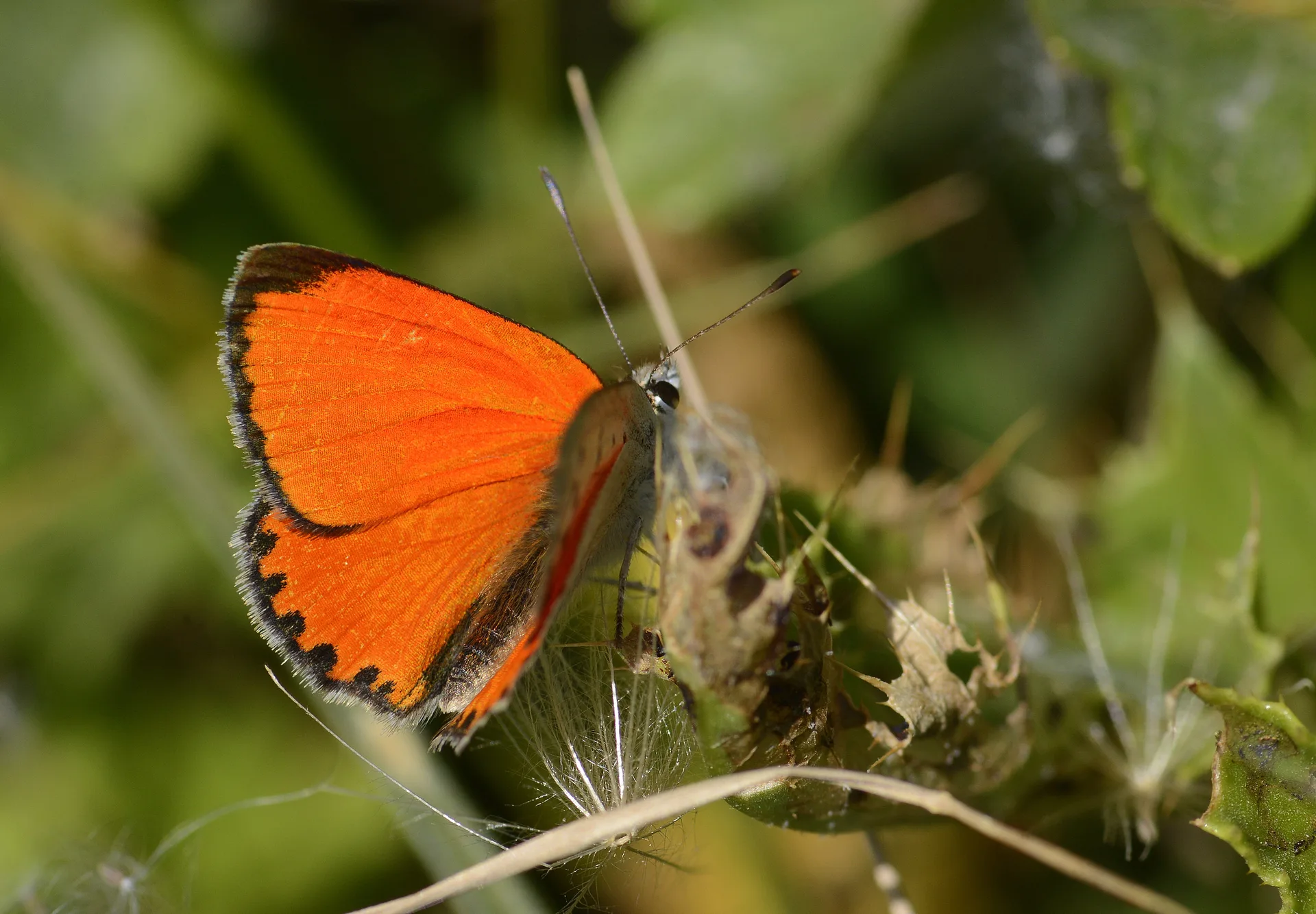 Lycaena thetis (DaÄŸateÅŸi) butterfly photo