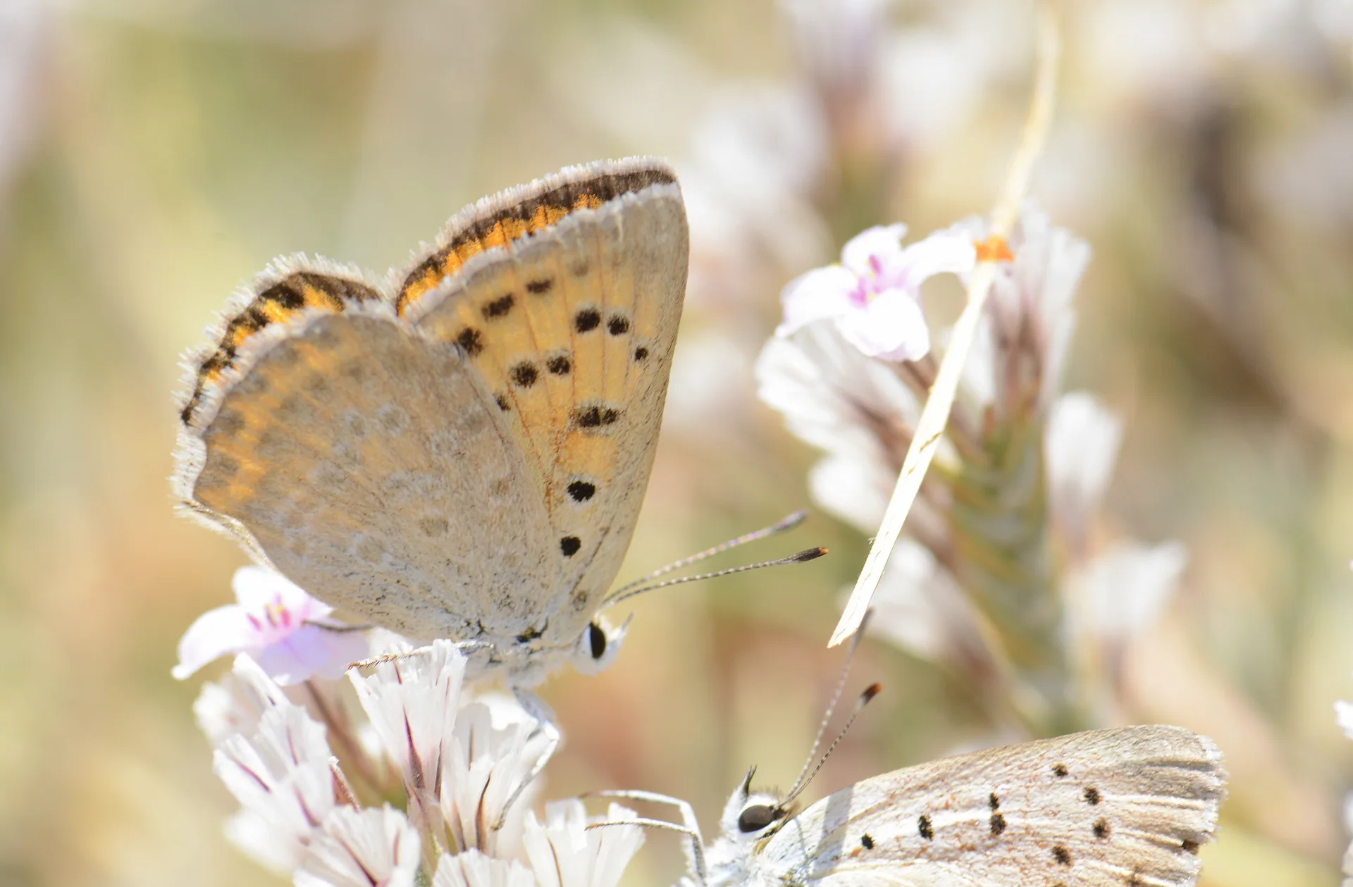 Lycaena thetis (DaÄŸateÅŸi) butterfly photo