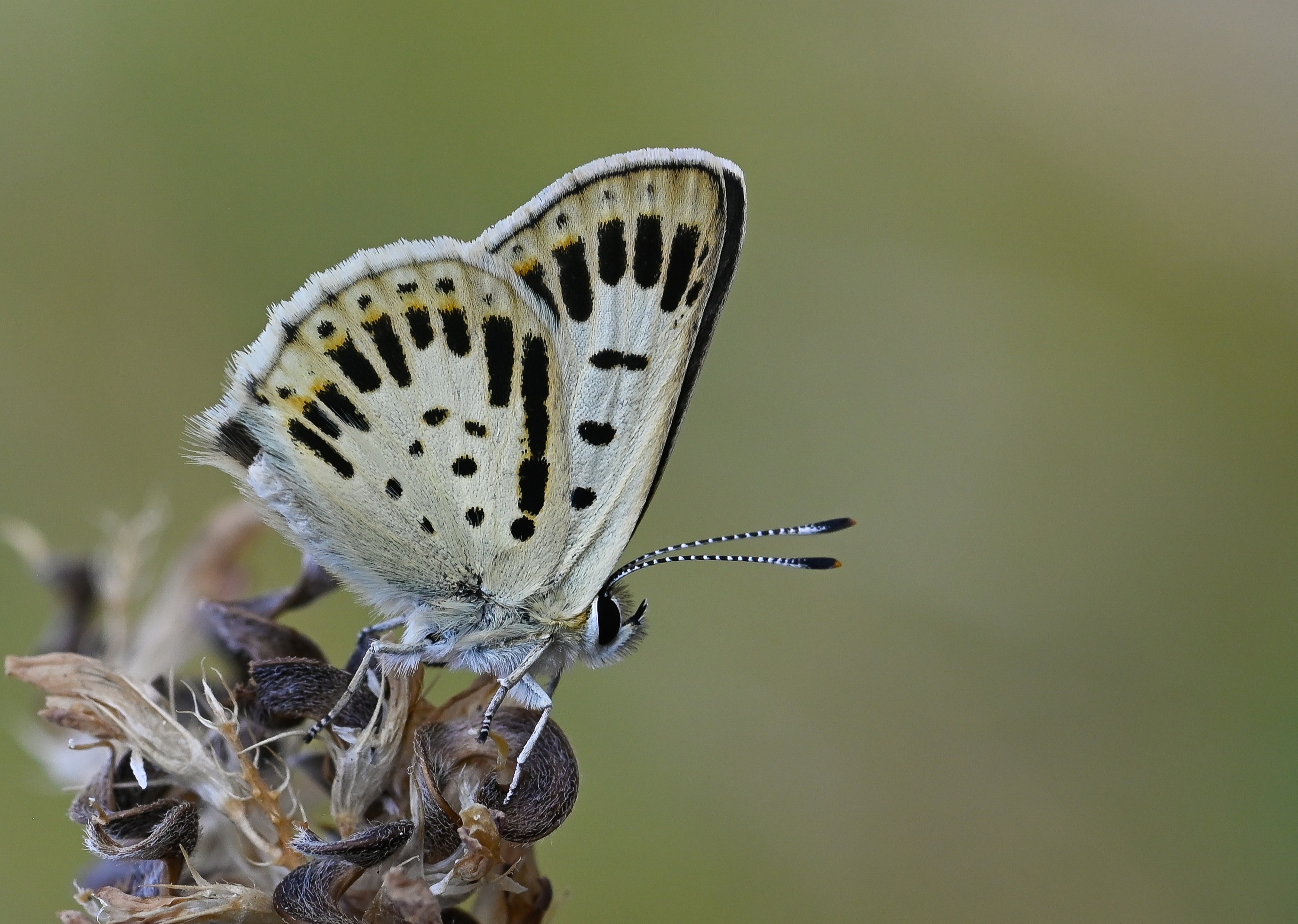Lycaena tityrus (İslibakırgüzeli) butterfly photo