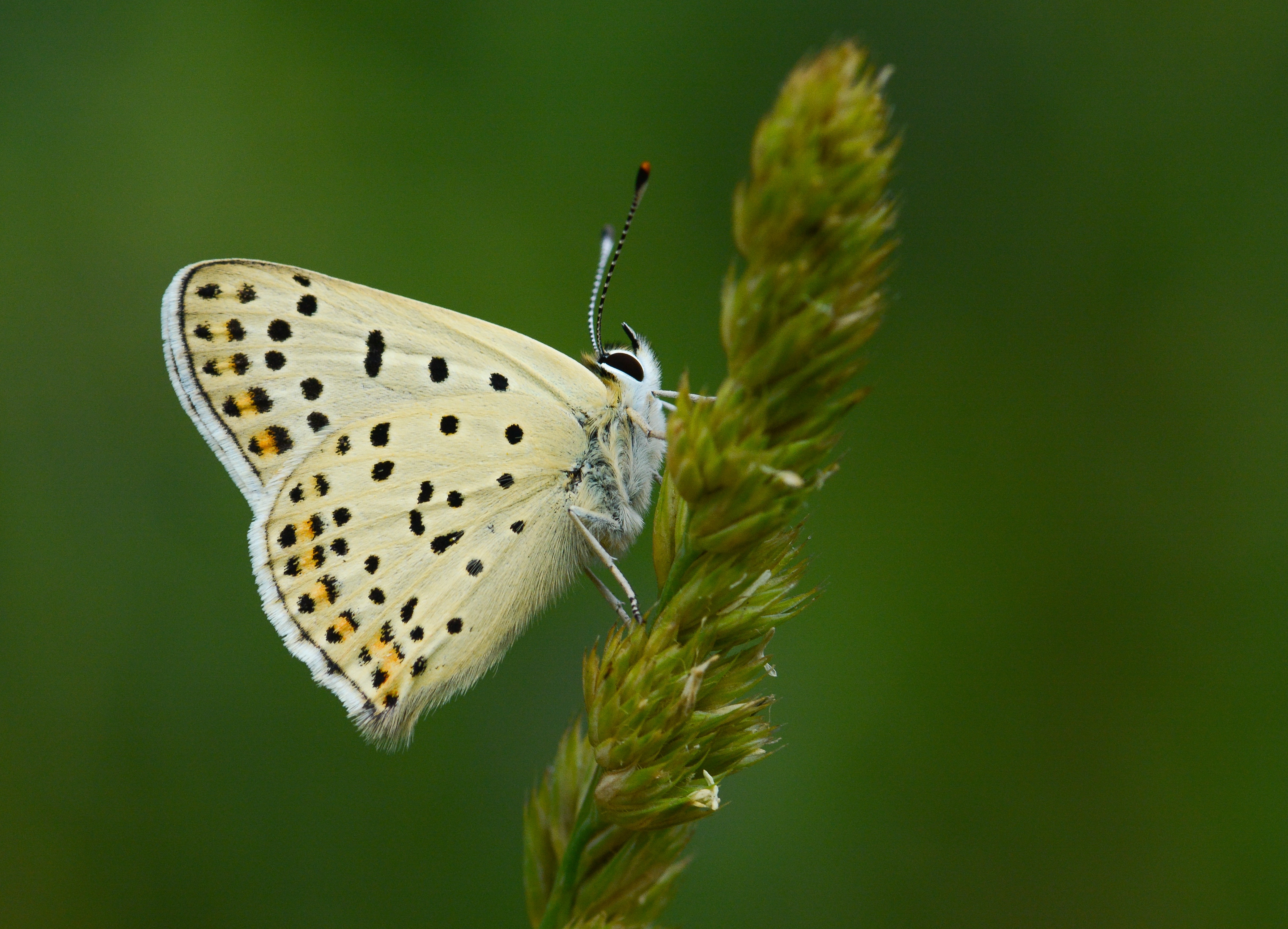 Lycaena tityrus (İslibakırgüzeli) butterfly photo