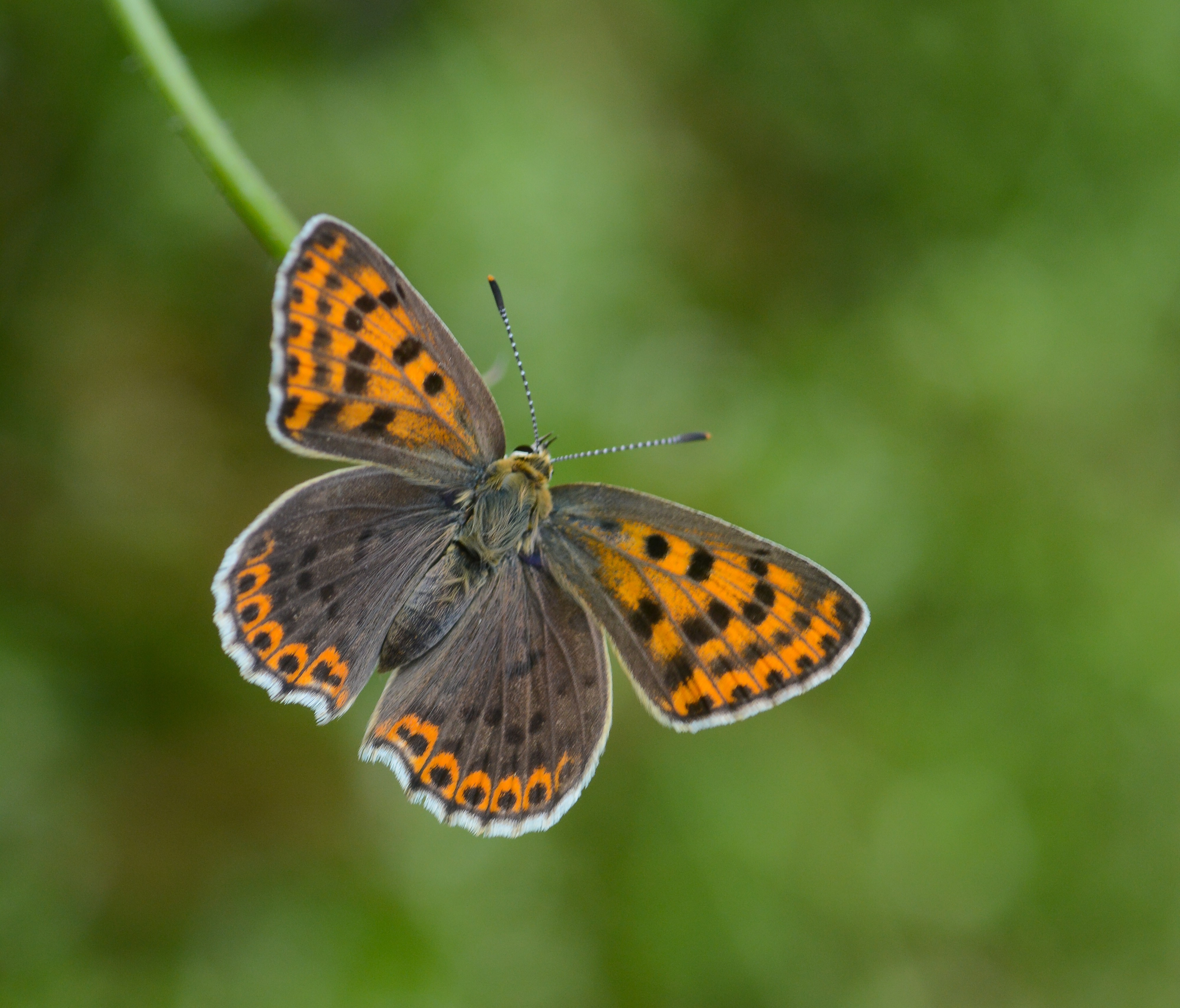 Lycaena tityrus (İslibakırgüzeli) butterfly photo