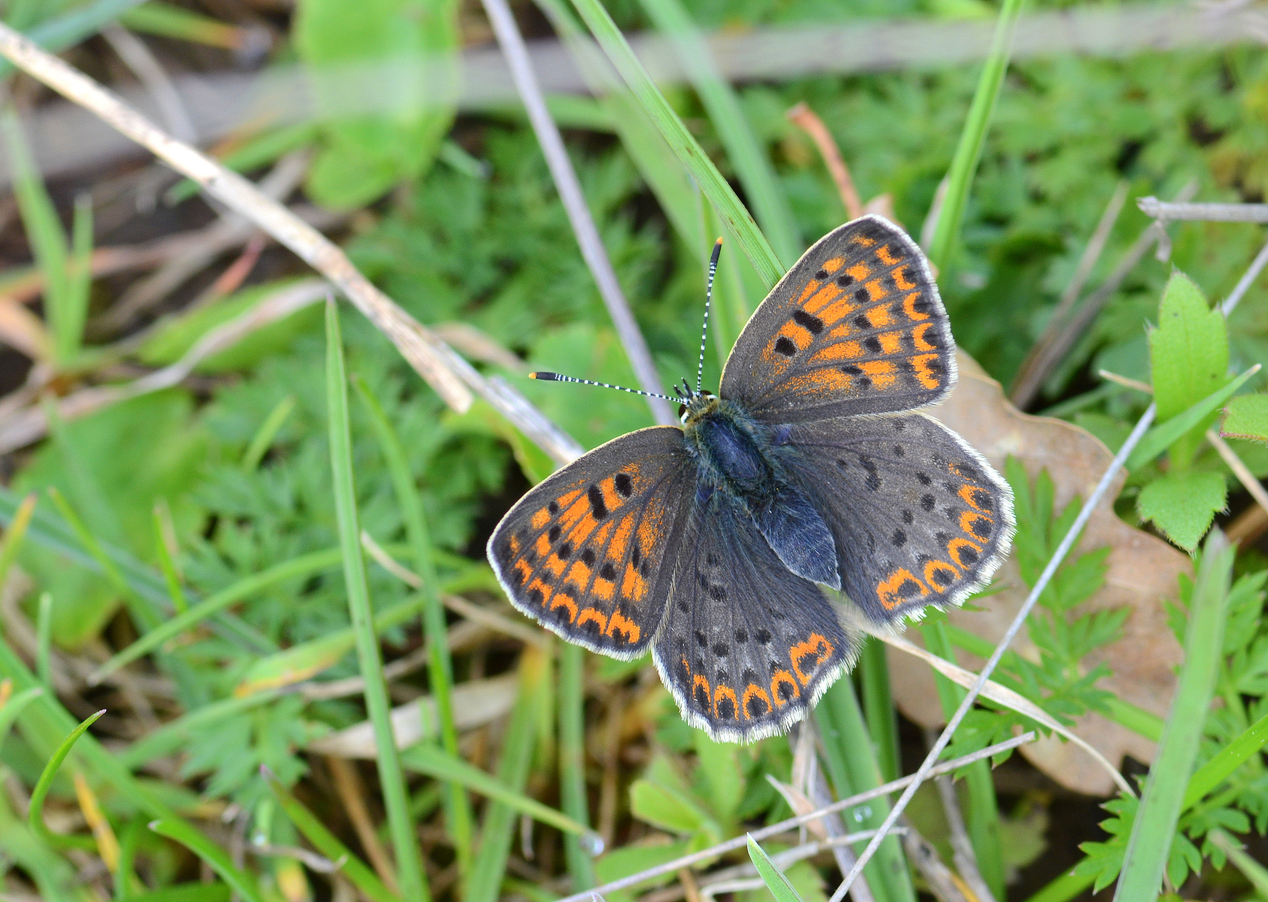 Lycaena tityrus (İslibakırgüzeli) butterfly photo