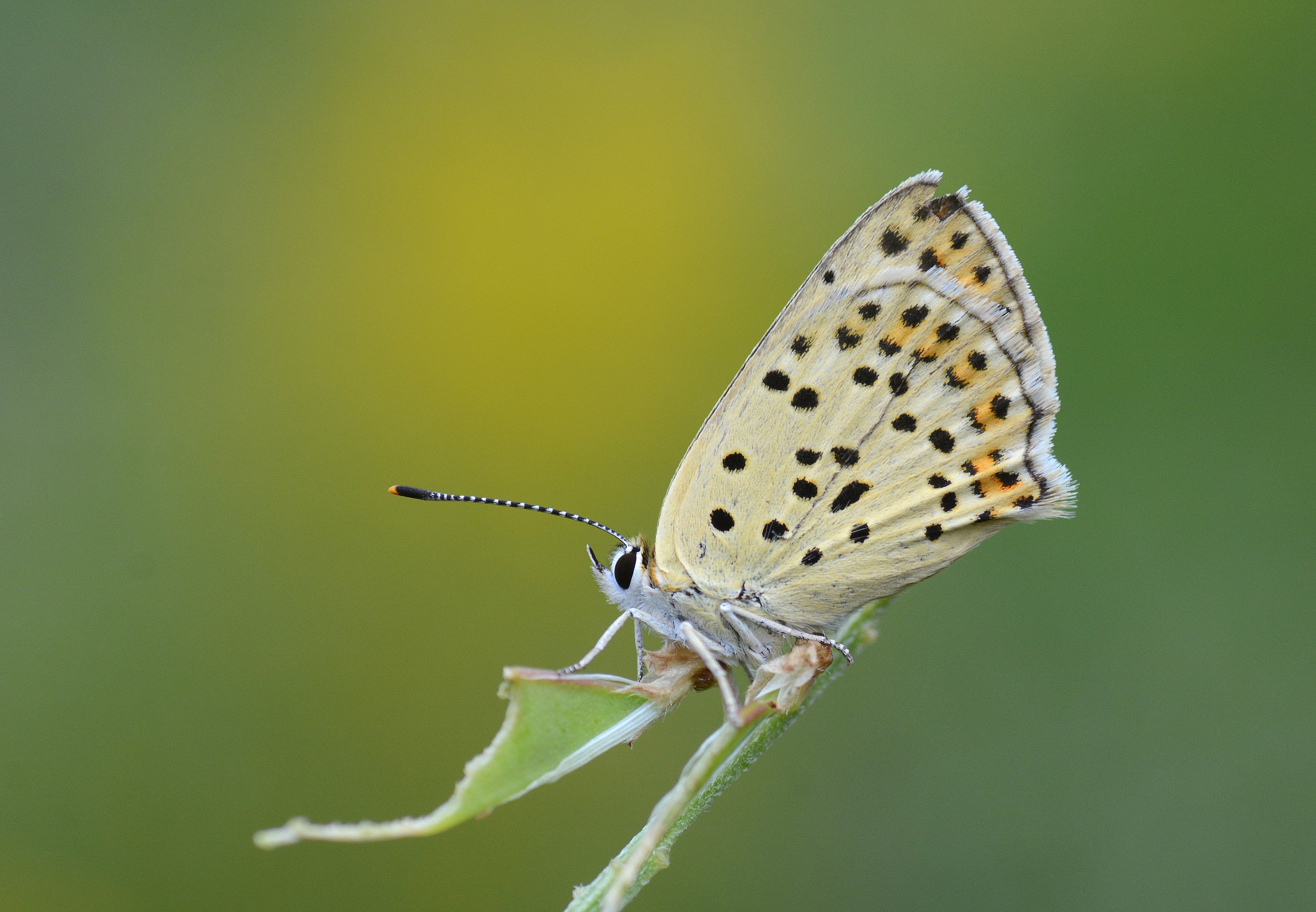 Lycaena tityrus (İslibakırgüzeli) butterfly photo