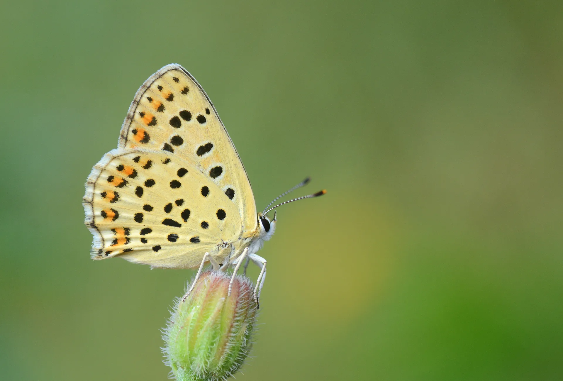Lycaena tityrus (Ä°slibakÄ±rgÃ¼zeli) butterfly photo