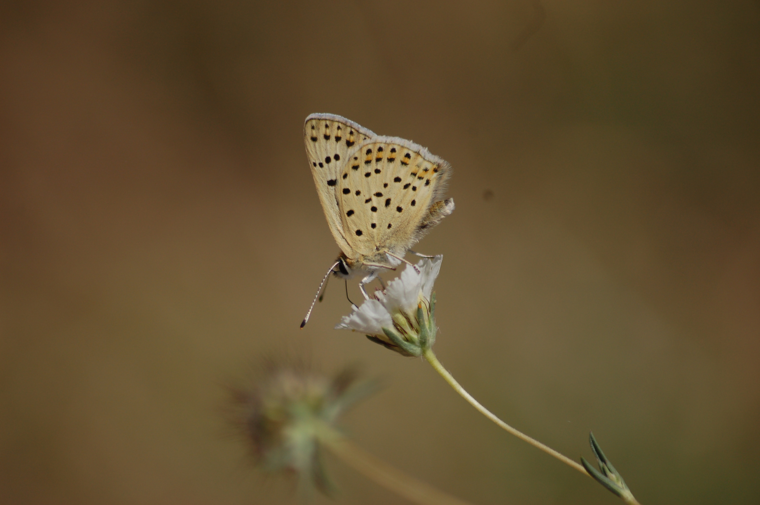 Lycaena tityrus (İslibakırgüzeli) butterfly photo