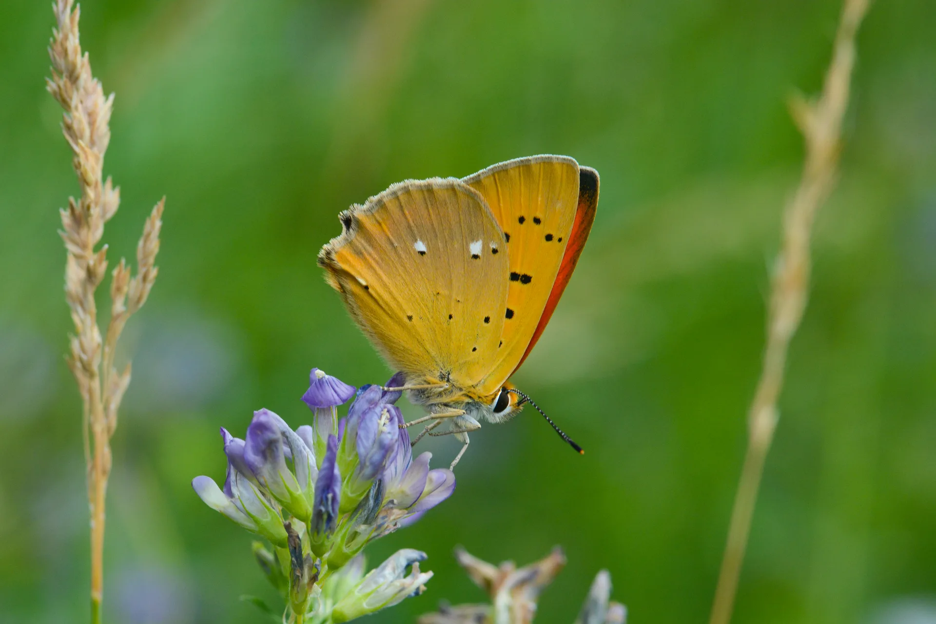 Lycaena virgaureae (Ormanbakırgüzeli) butterfly photo