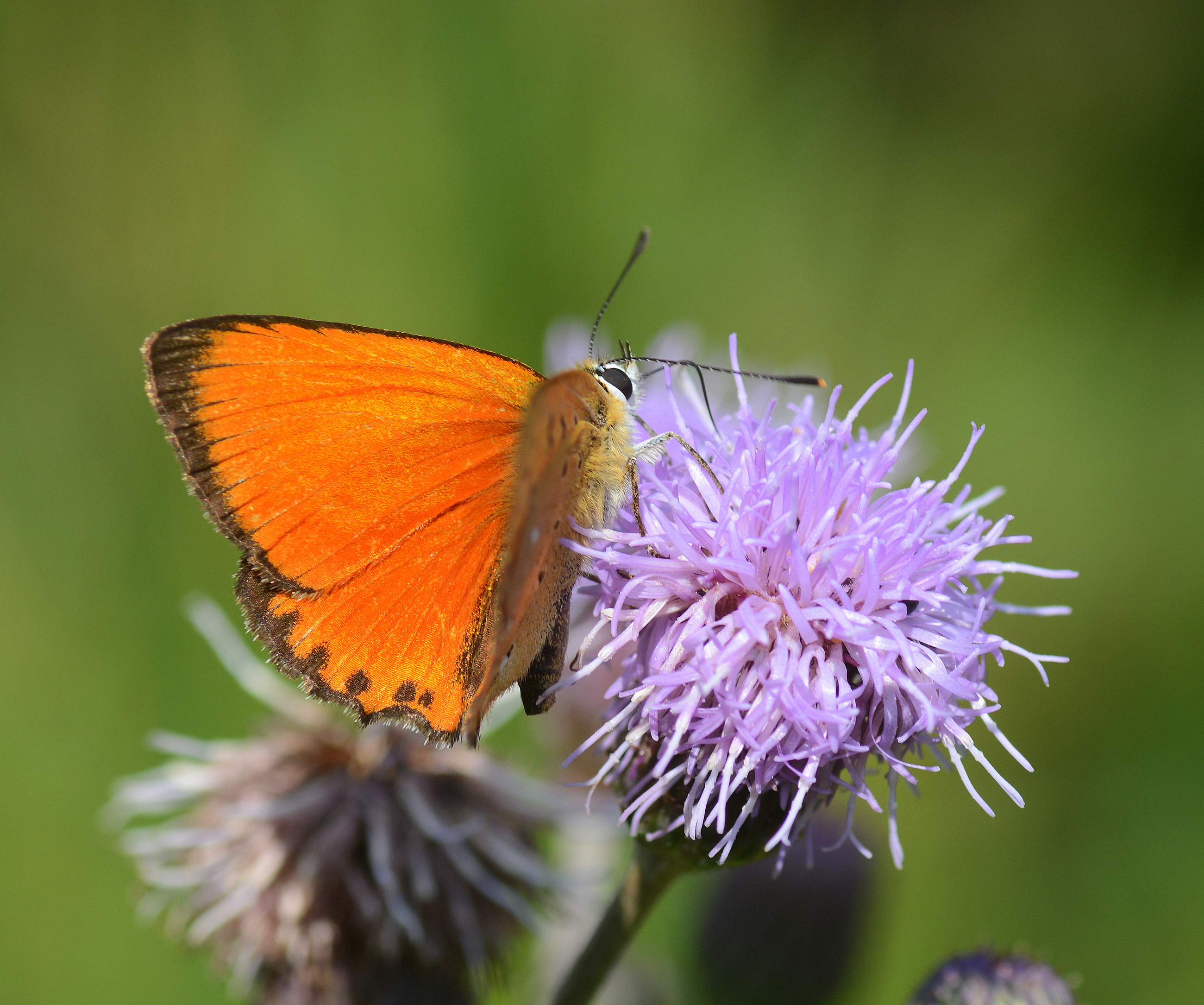 Lycaena virgaureae (Ormanbakırgüzeli) butterfly photo